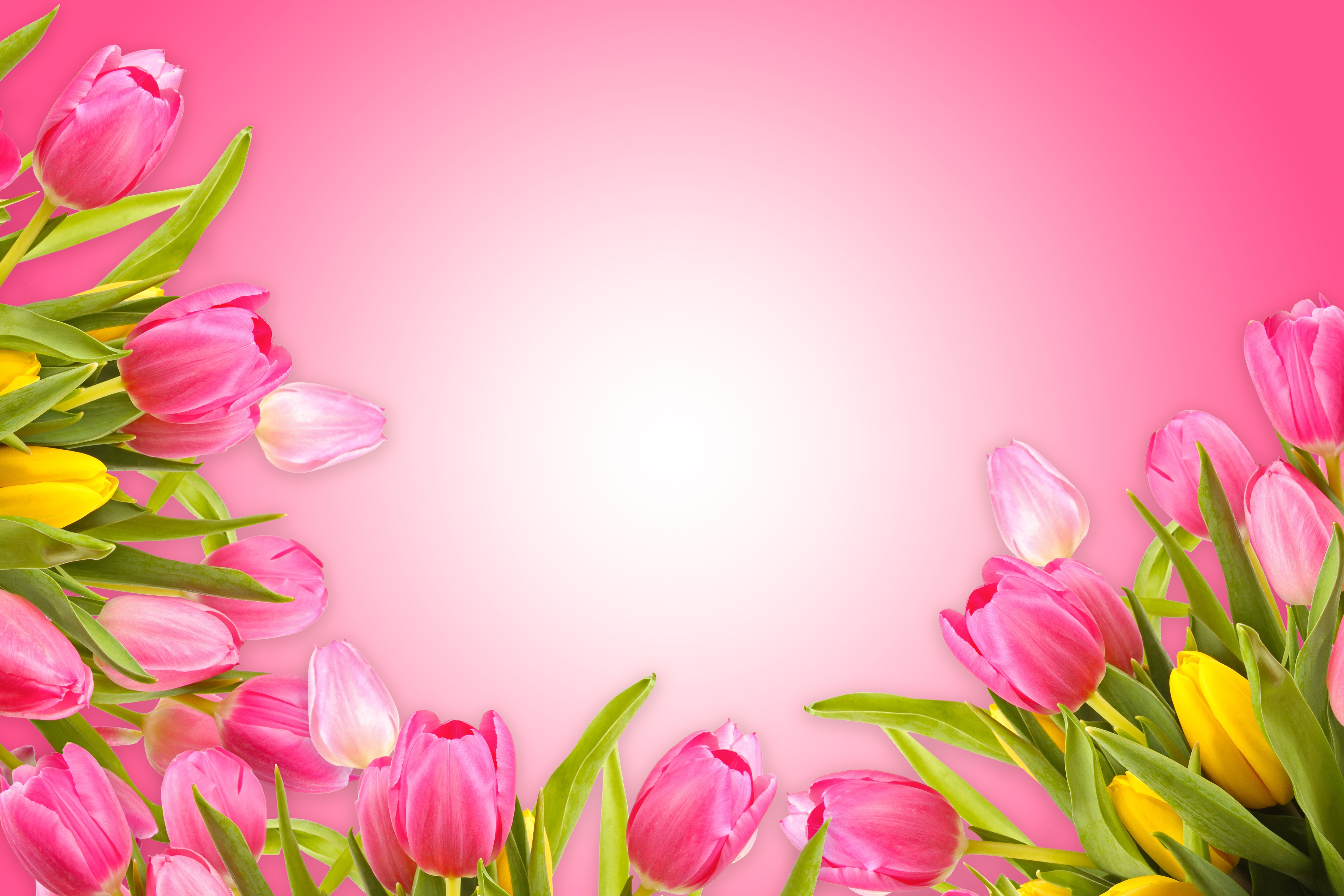 Pink and yellow tulips on a pink gradient background HD Wallpaper