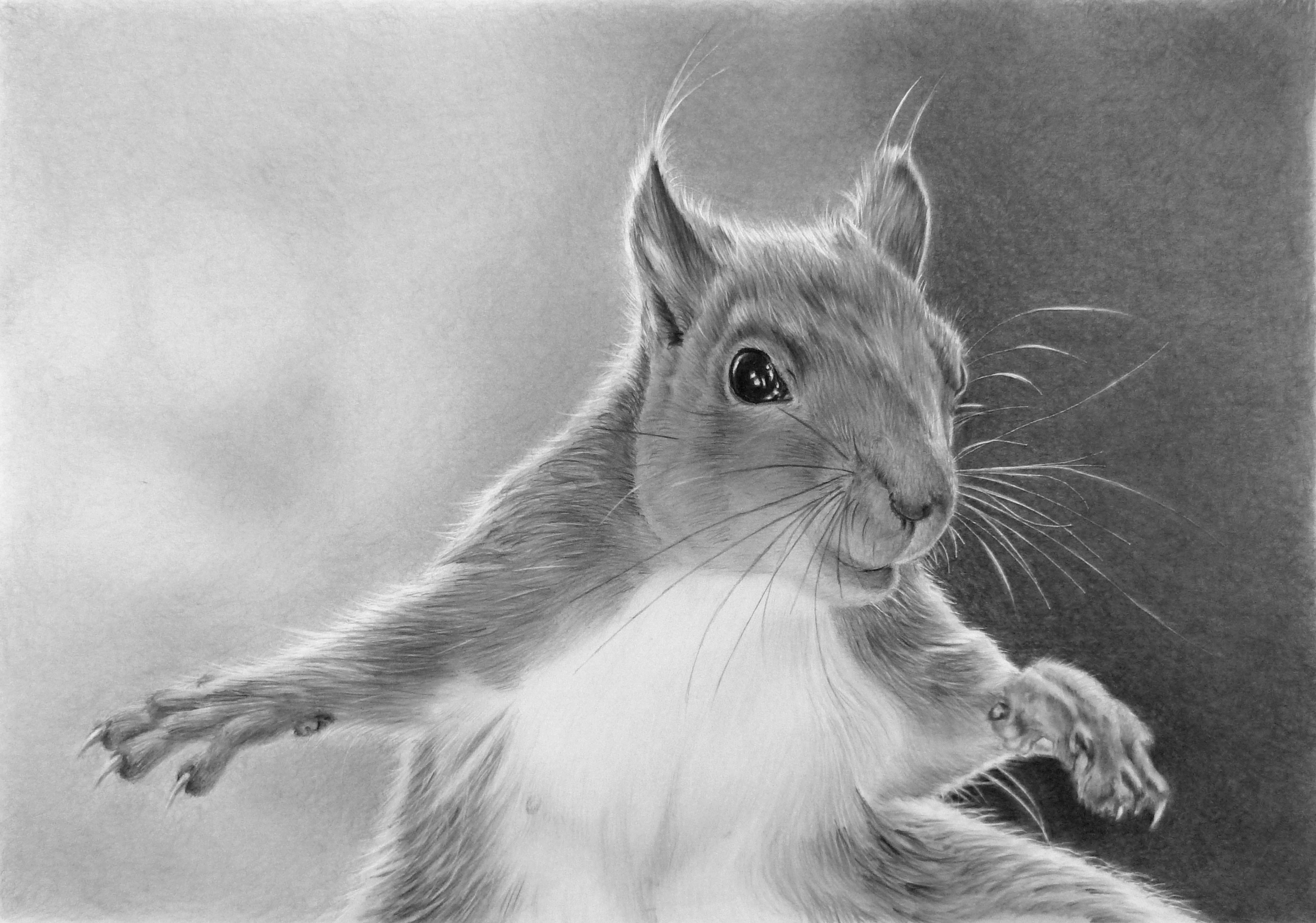 Black and white painting of a squirrel HD Wallpaper