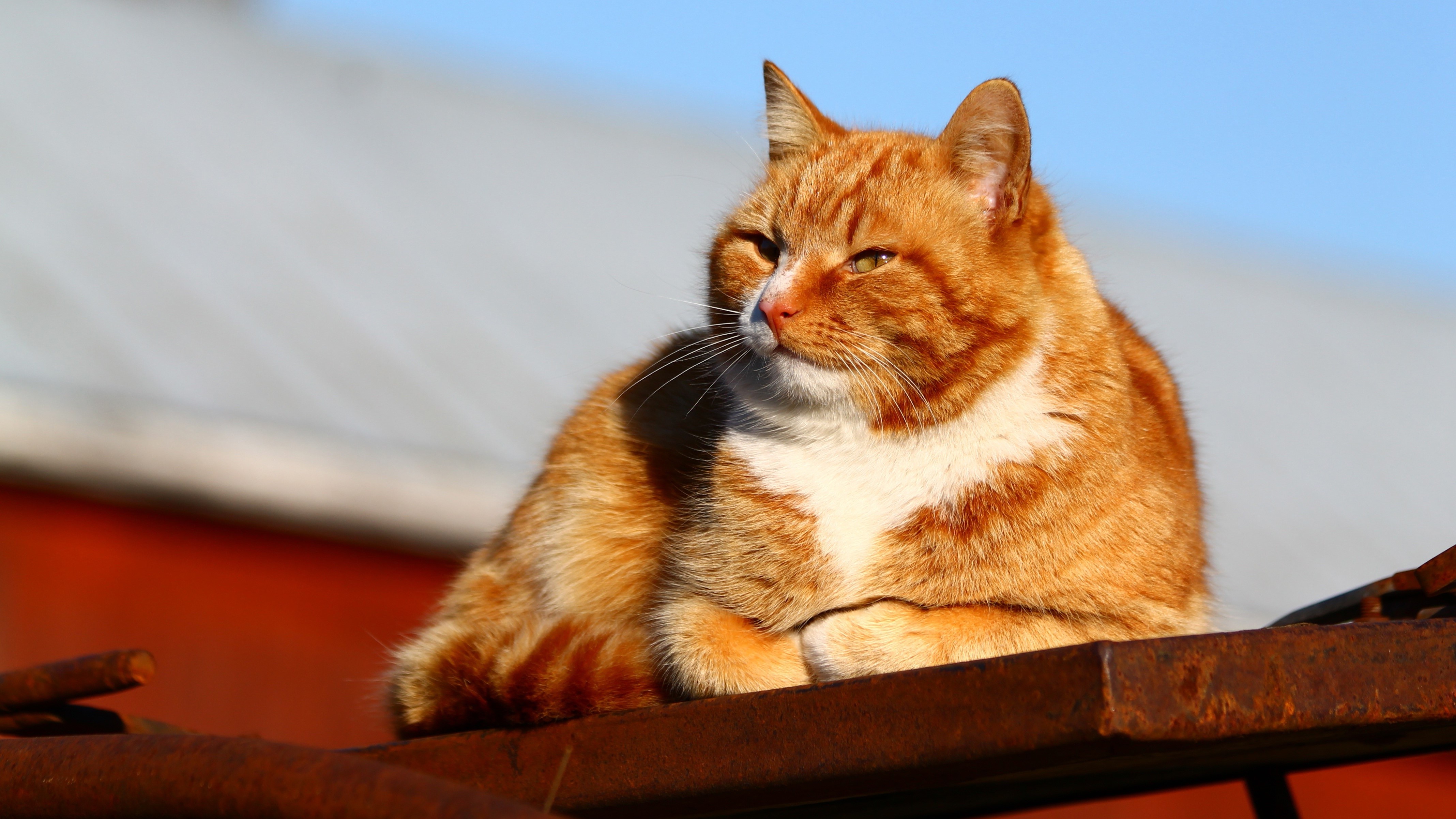Ginger cat resting on a rusty surface HD Wallpaper