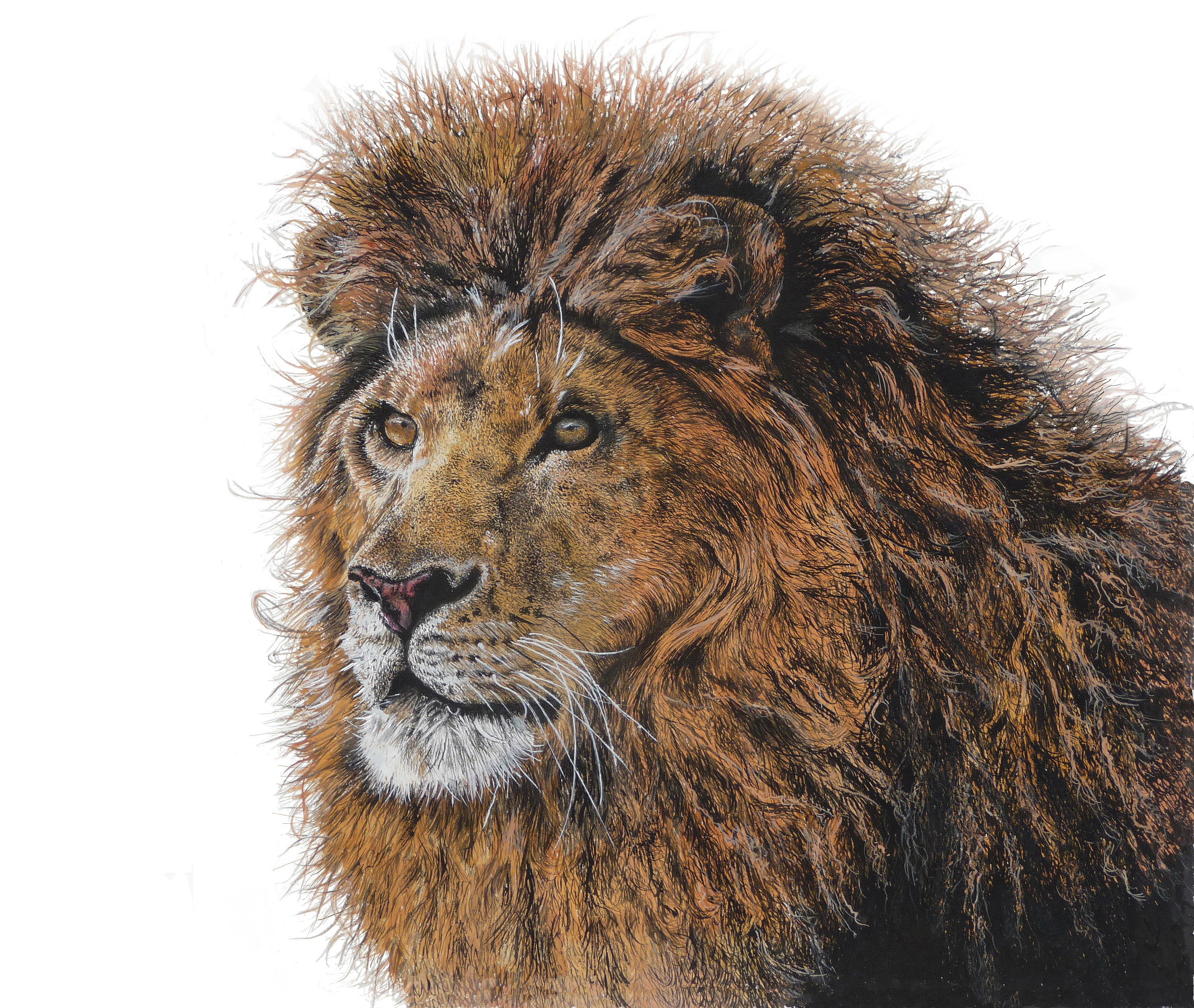 Lion's Head Painting with White Background HD Wallpaper