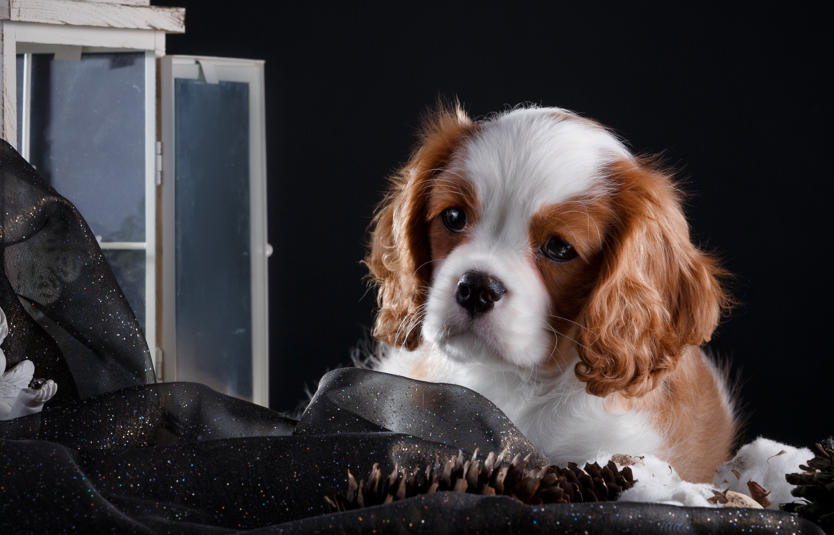 Cavalier King Charles Spaniel puppy with Christmas decorations HD Wallpaper