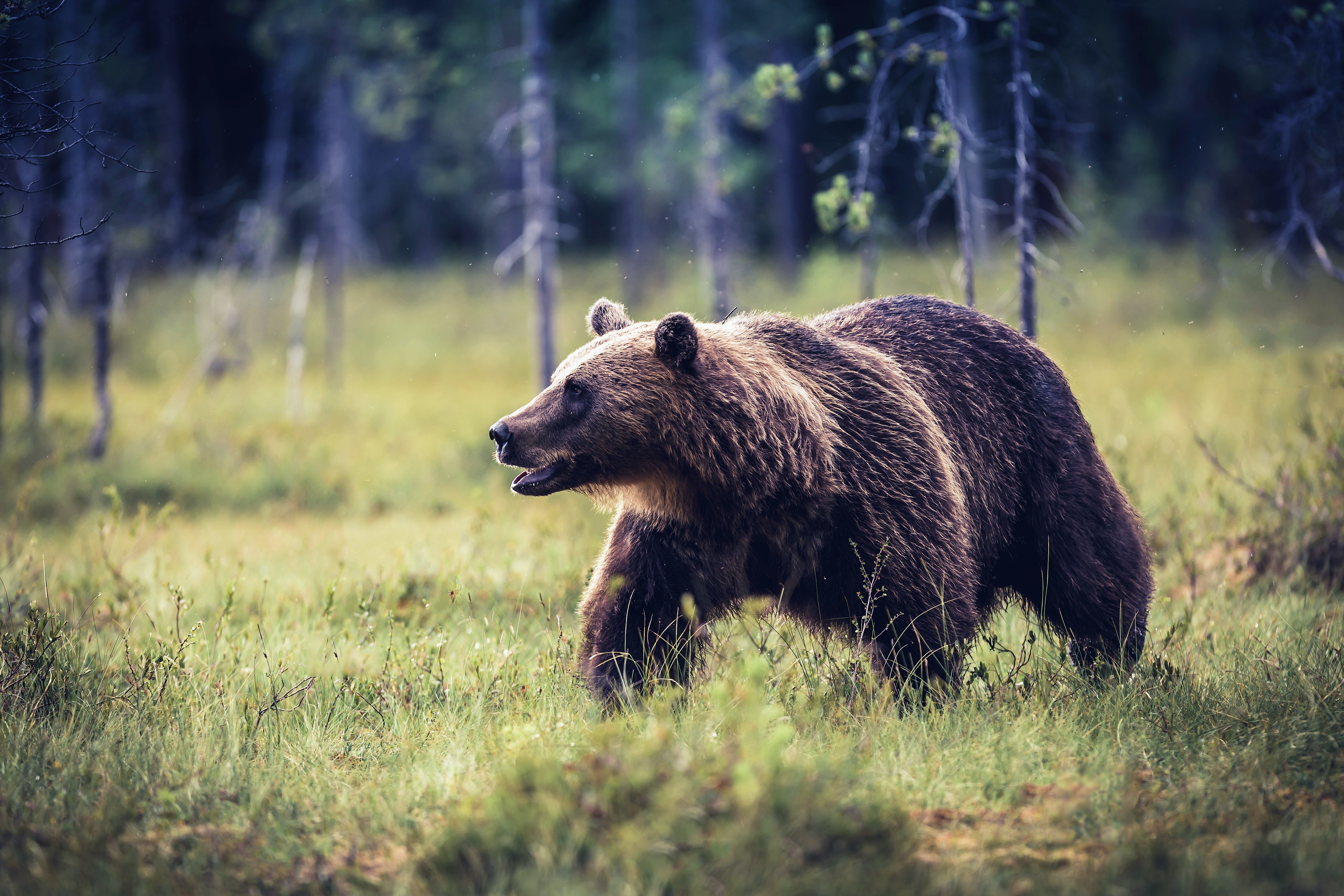 Brown Bear Walking in a Forest HD Wallpaper