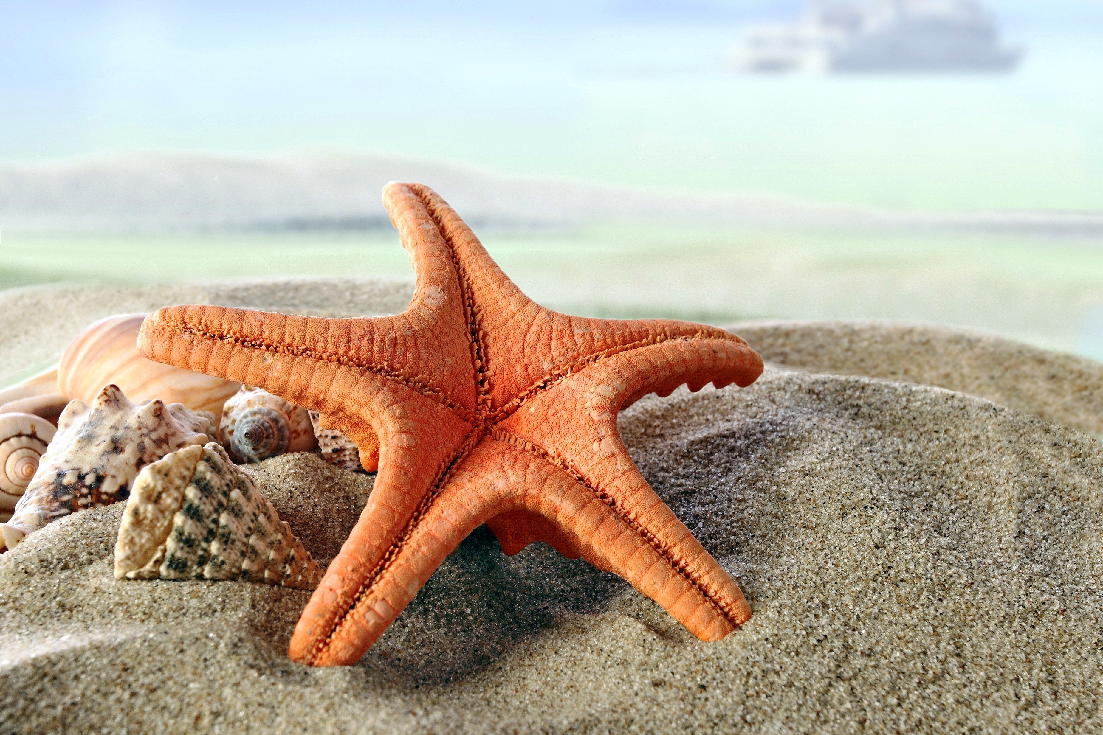 Starfish and seashells on sand at the beach HD Wallpaper