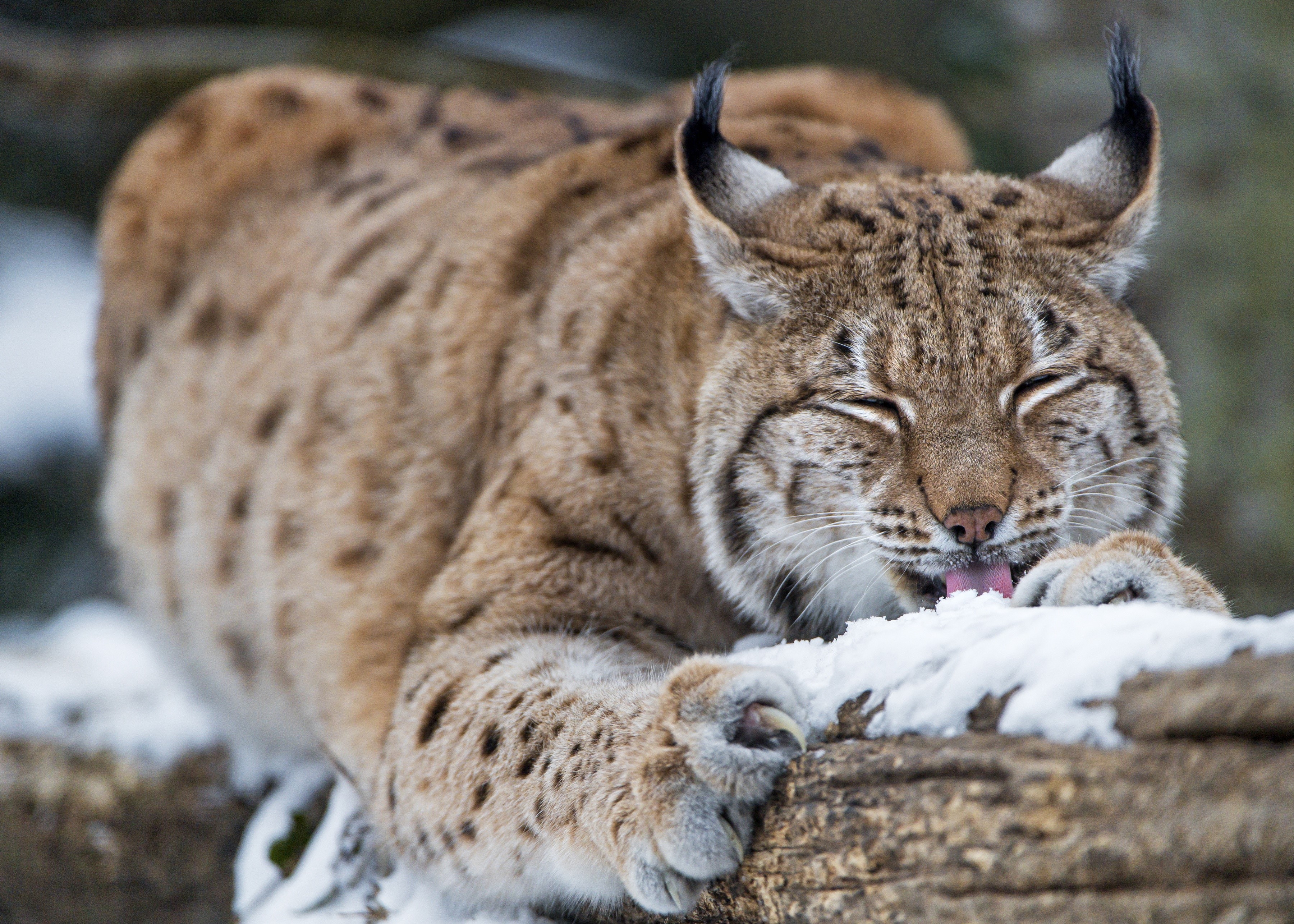Lynx licking snow off a log in winter HD Wallpaper