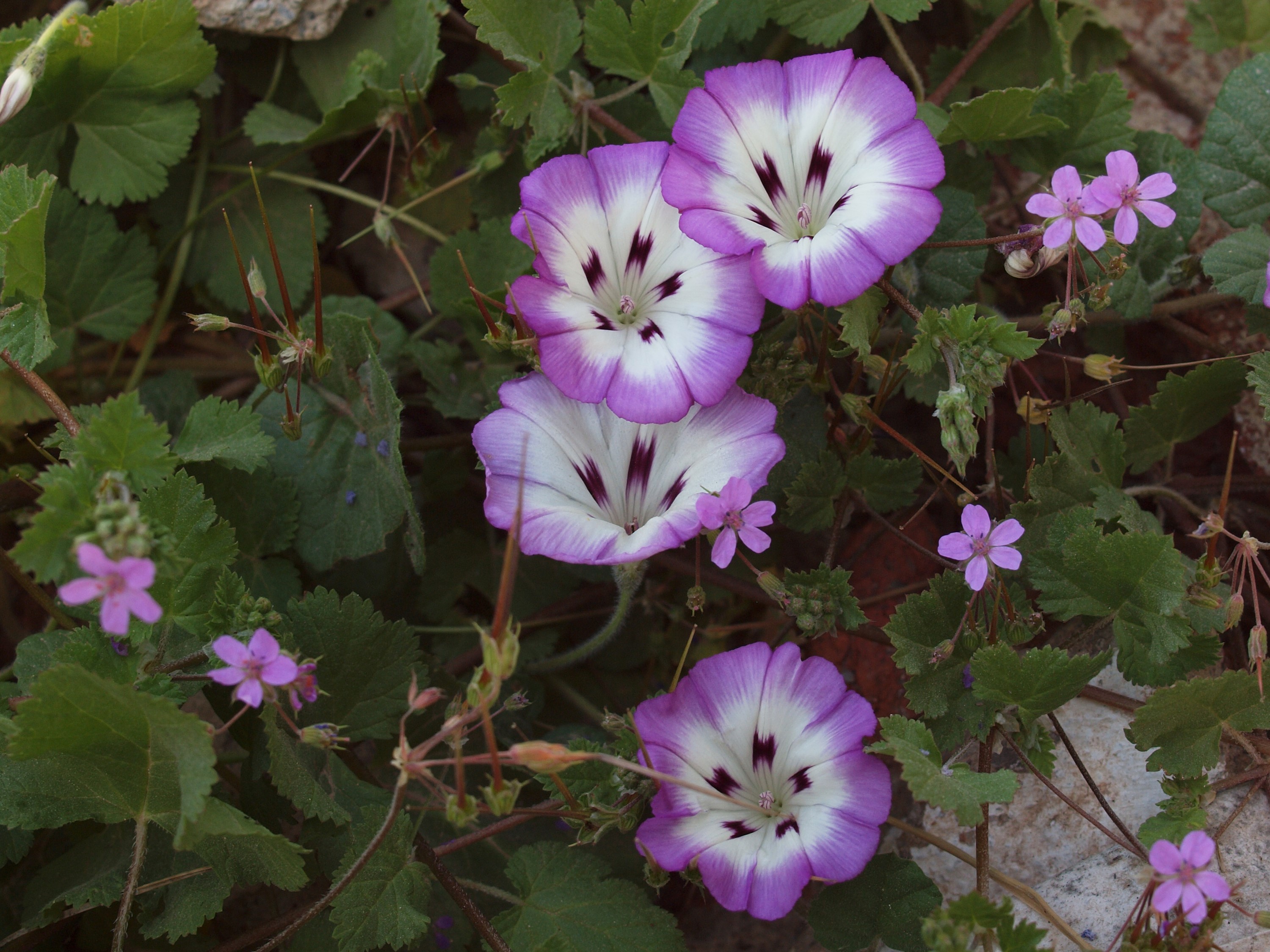 Purple and white bindweed flowers with small pink flowers HD Wallpaper