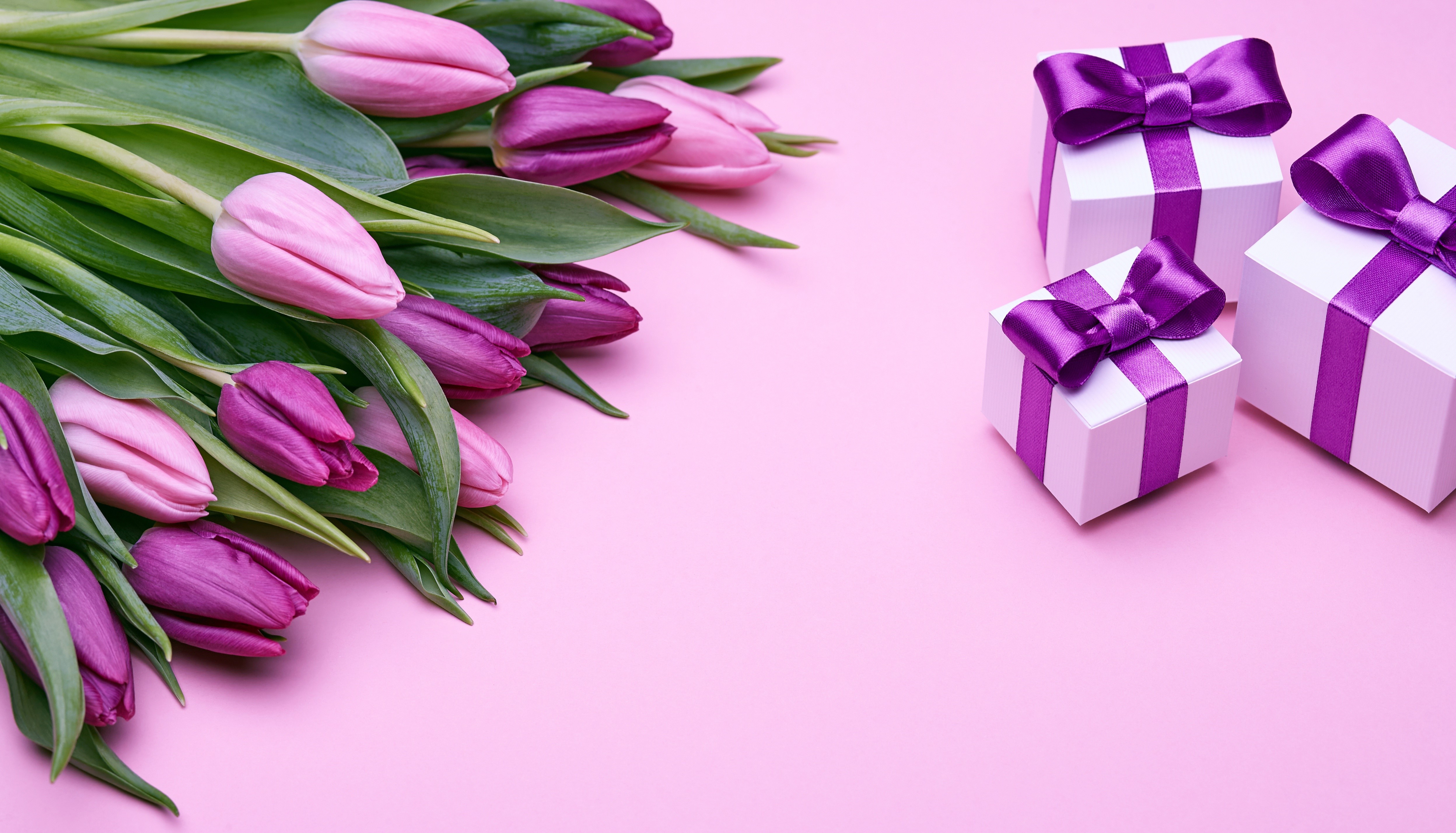 Pink and purple tulips with gift boxes HD Wallpaper