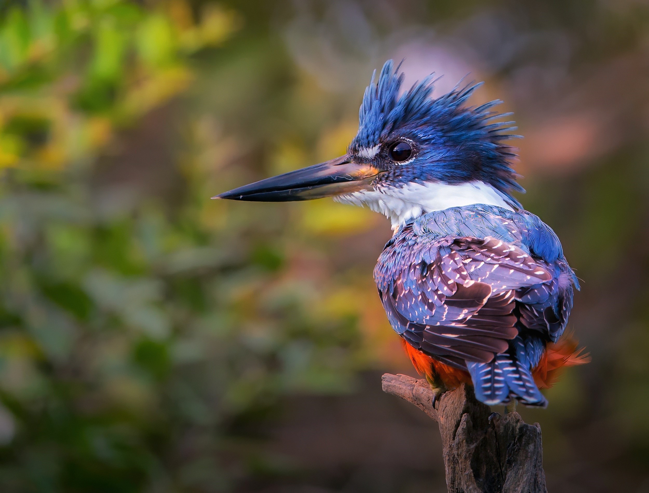 Kingfisher perched on a branch HD Wallpaper
