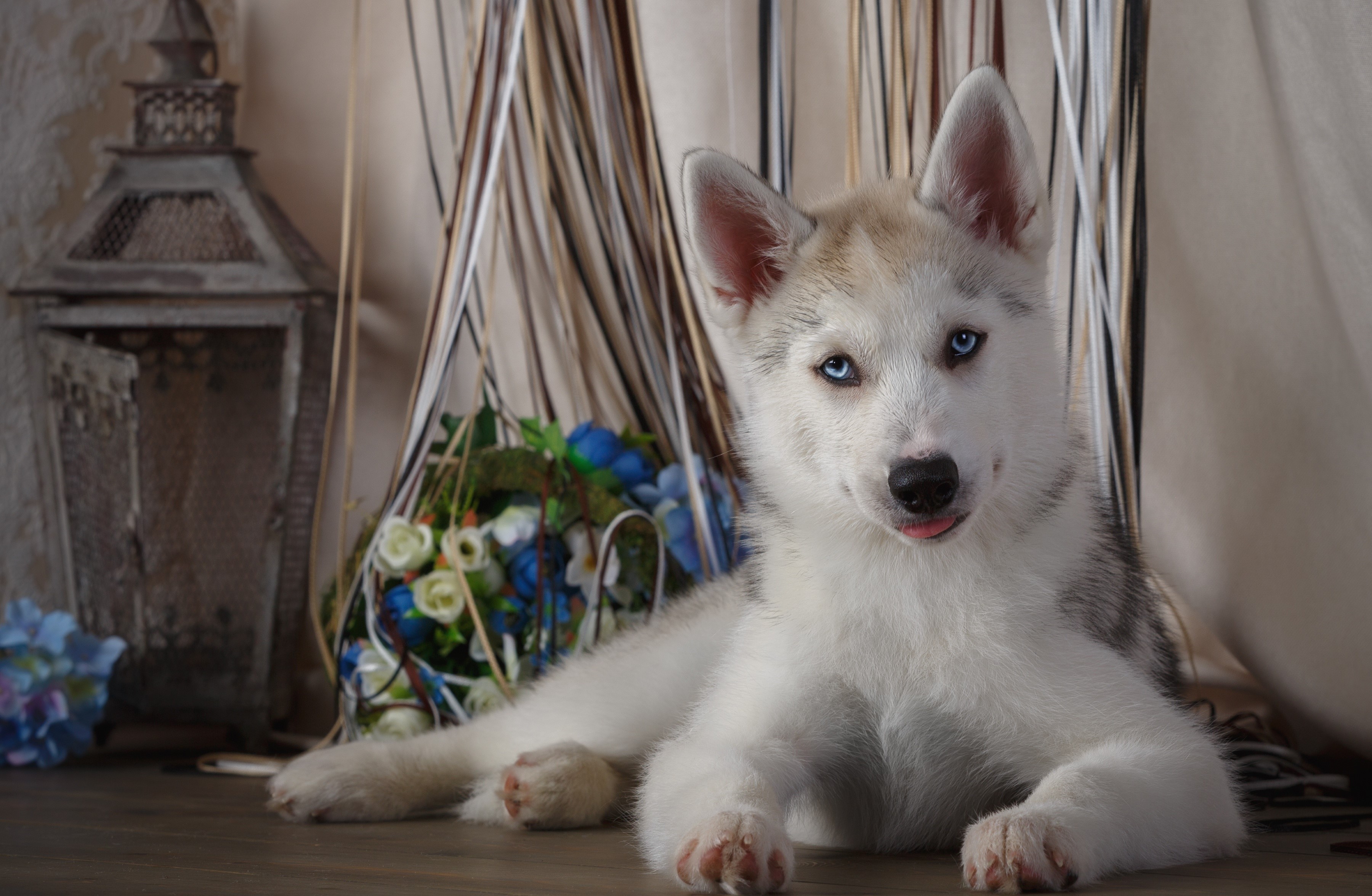 Husky puppy with blue eyes HD Wallpaper