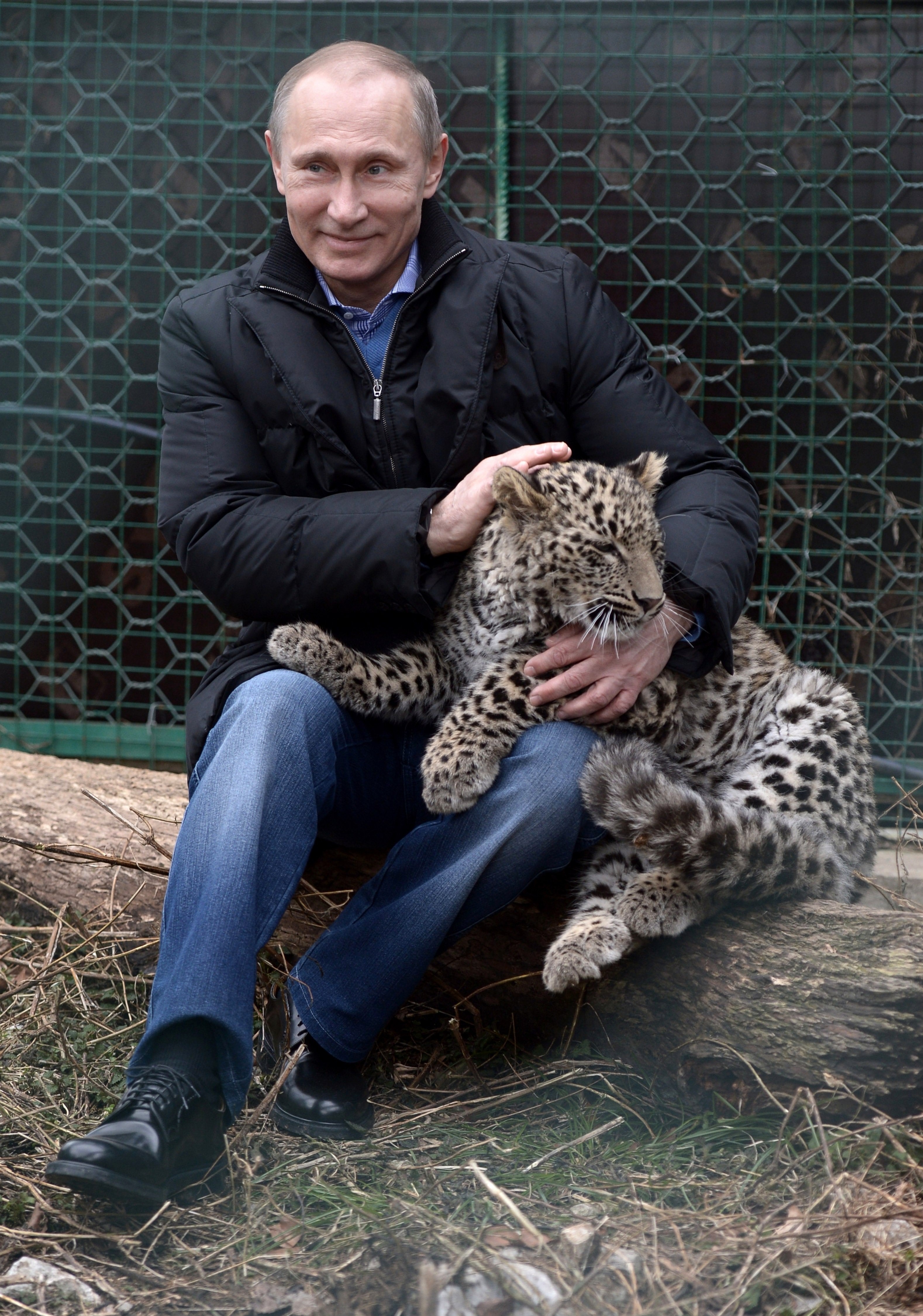 Vladimir Putin Sitting with a Leopard Cub HD Phone Wallpaper