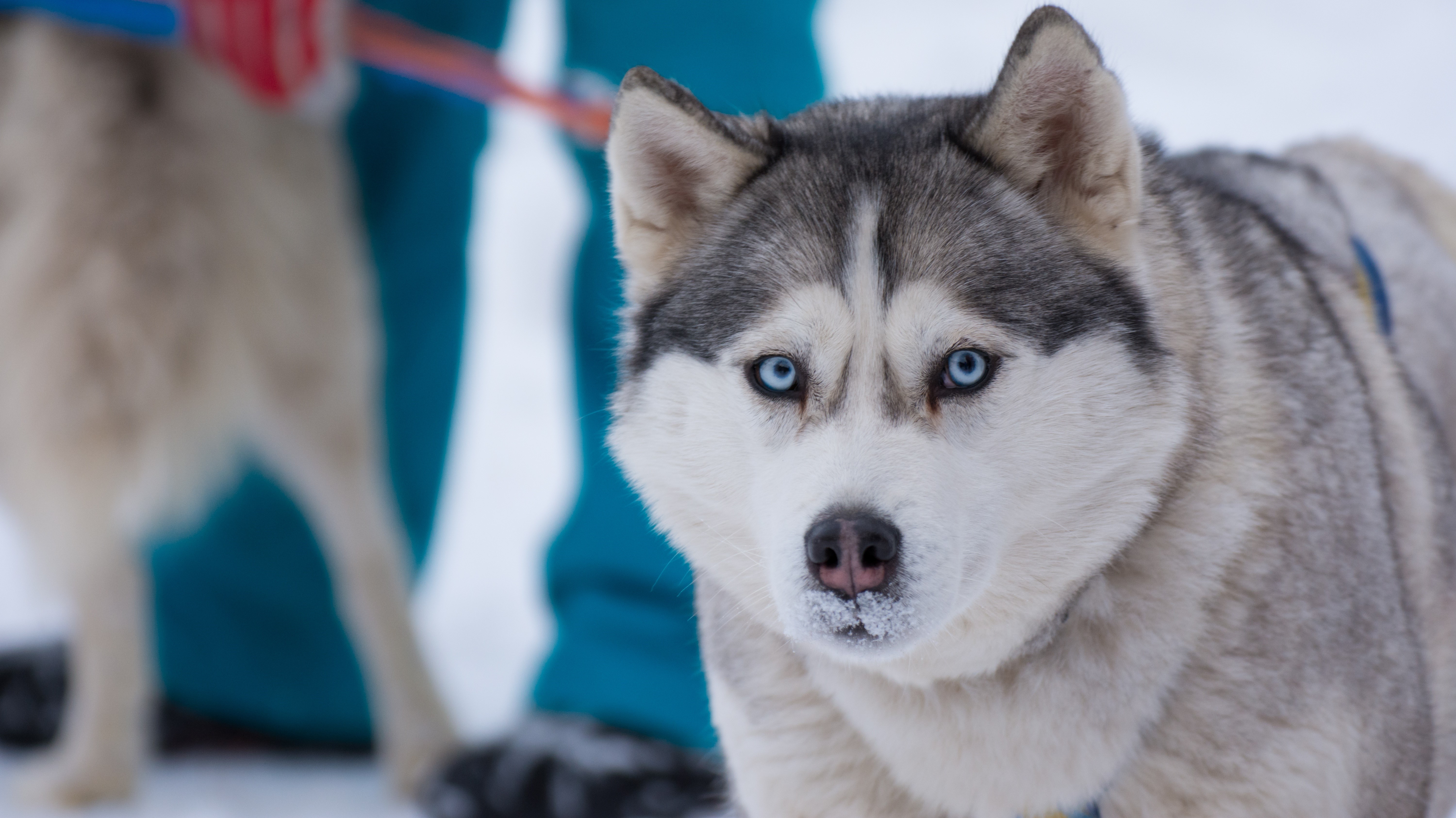 Husky dog with blue eyes in the snow HD Wallpaper