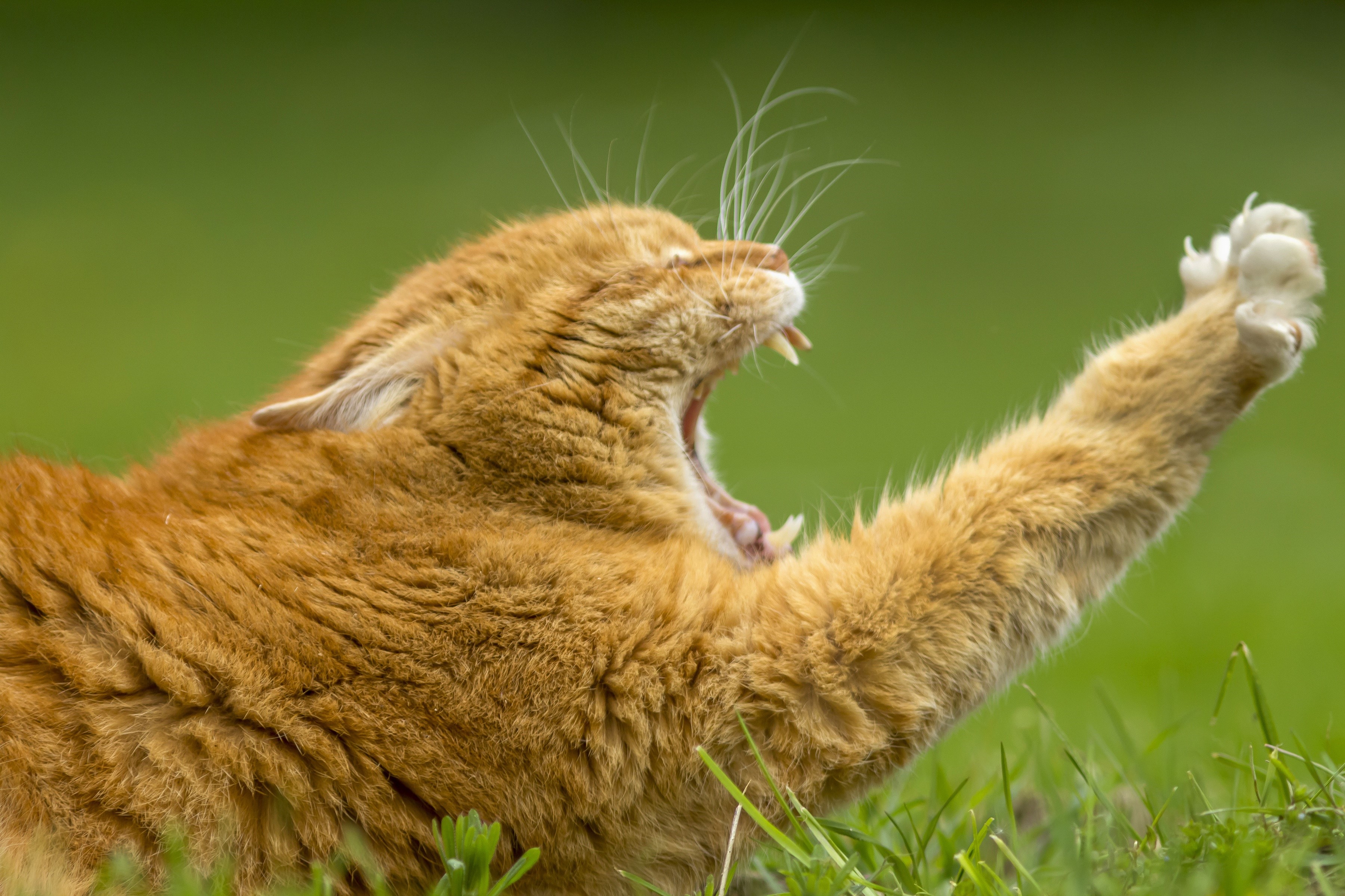 Ginger cat yawning with paw extended HD Wallpaper