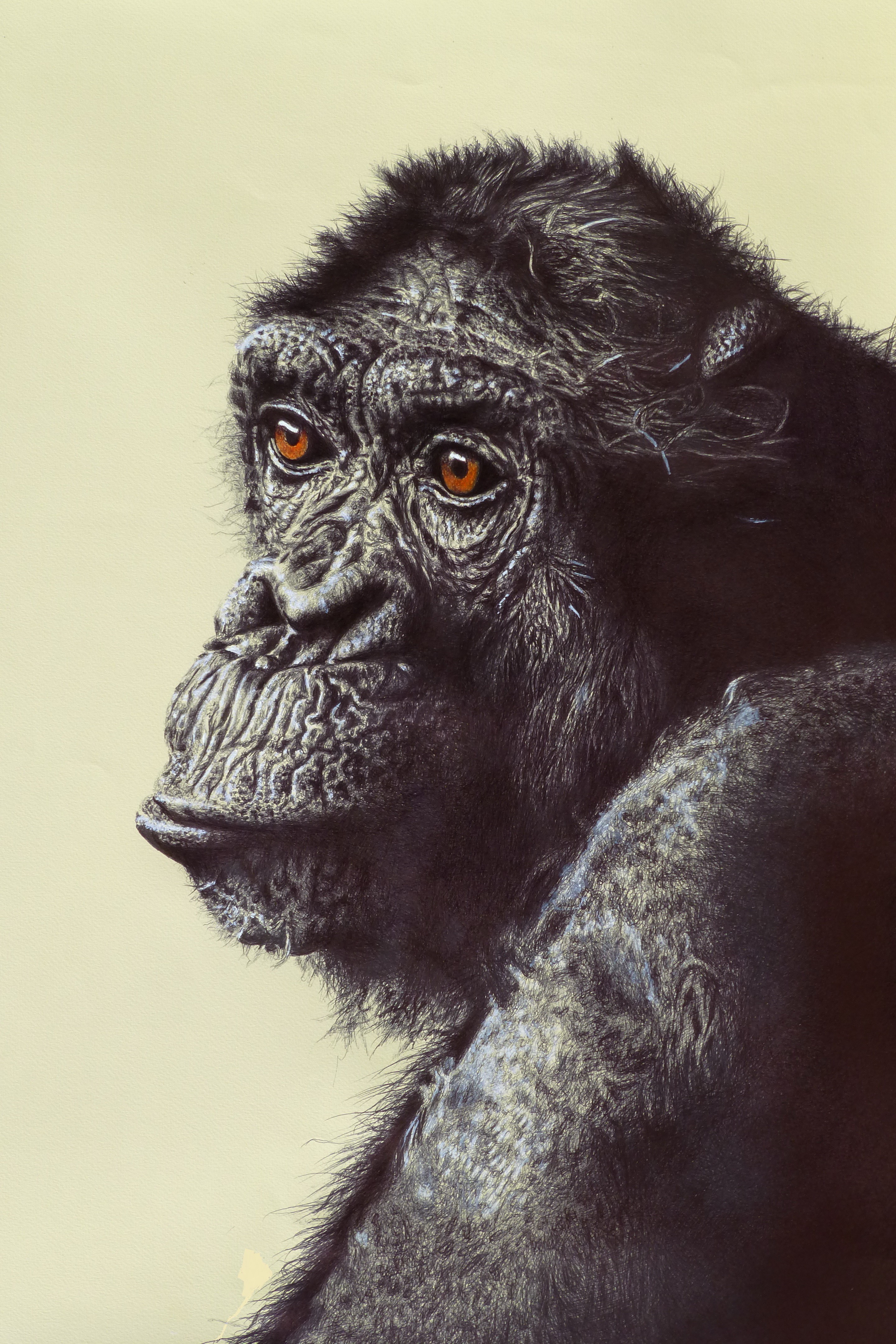 Chimpanzee portrait painting HD Phone Wallpaper