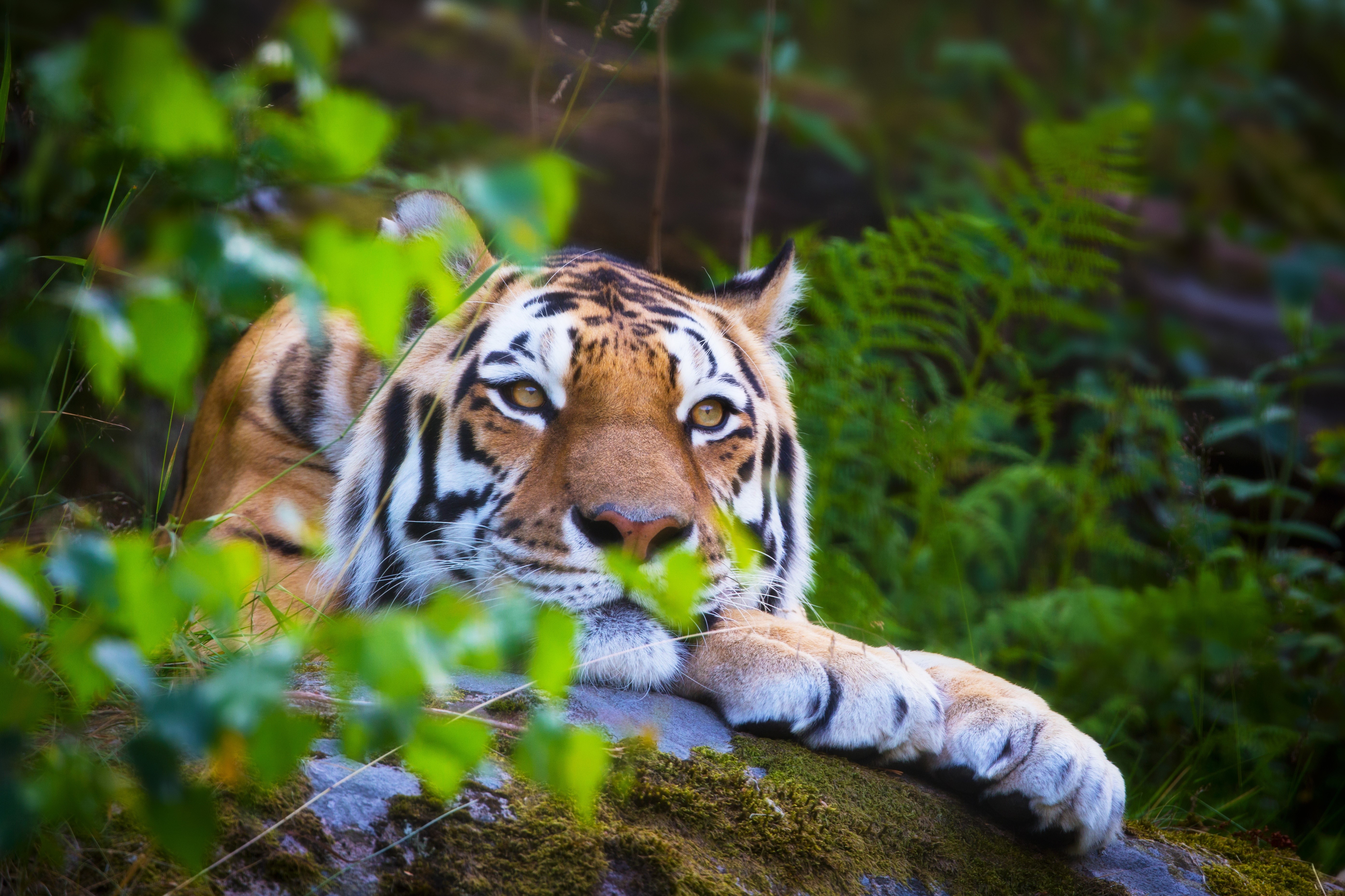 Siberian Tiger Lying on Rocks HD Wallpaper