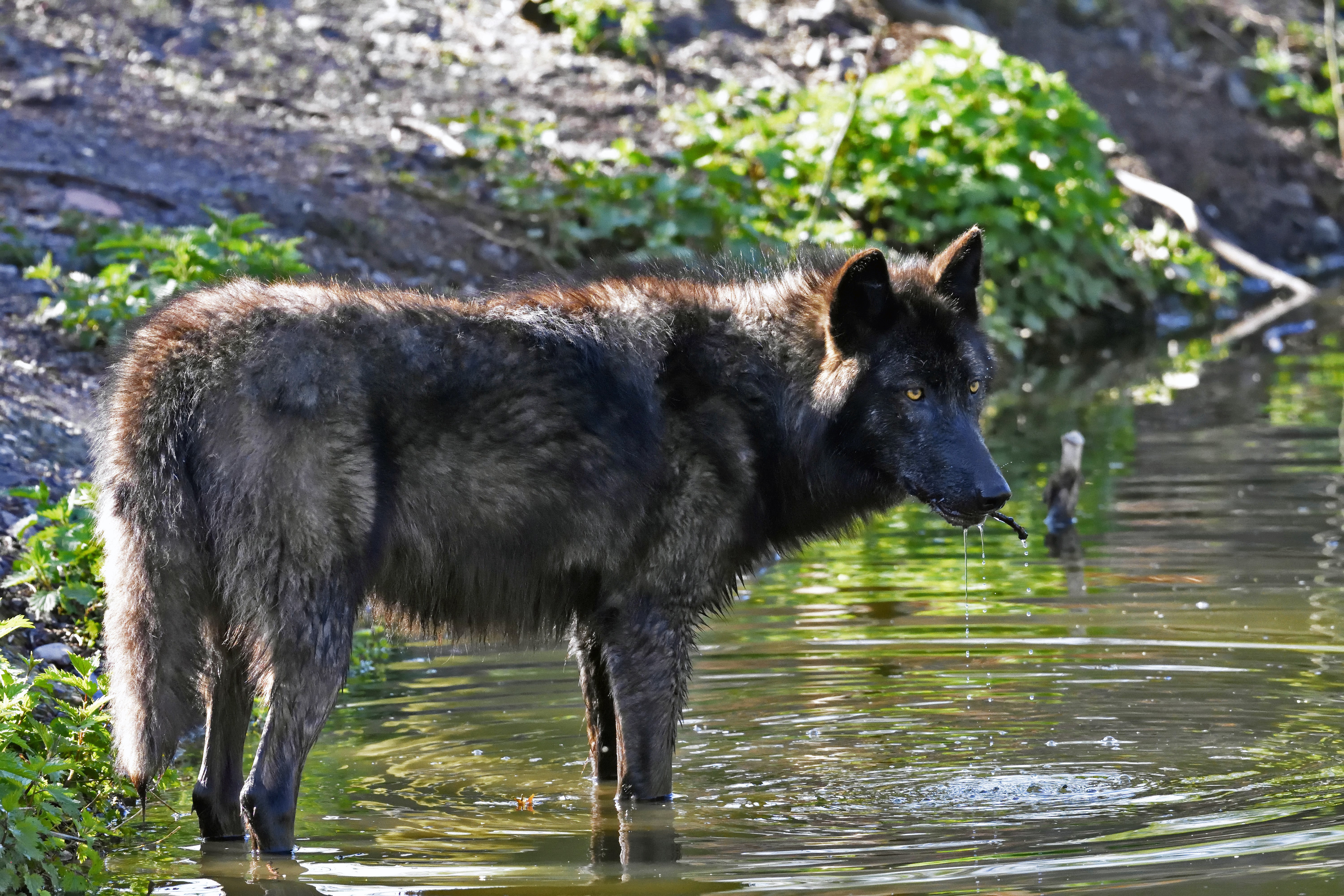 Black wolf standing in water HD Wallpaper