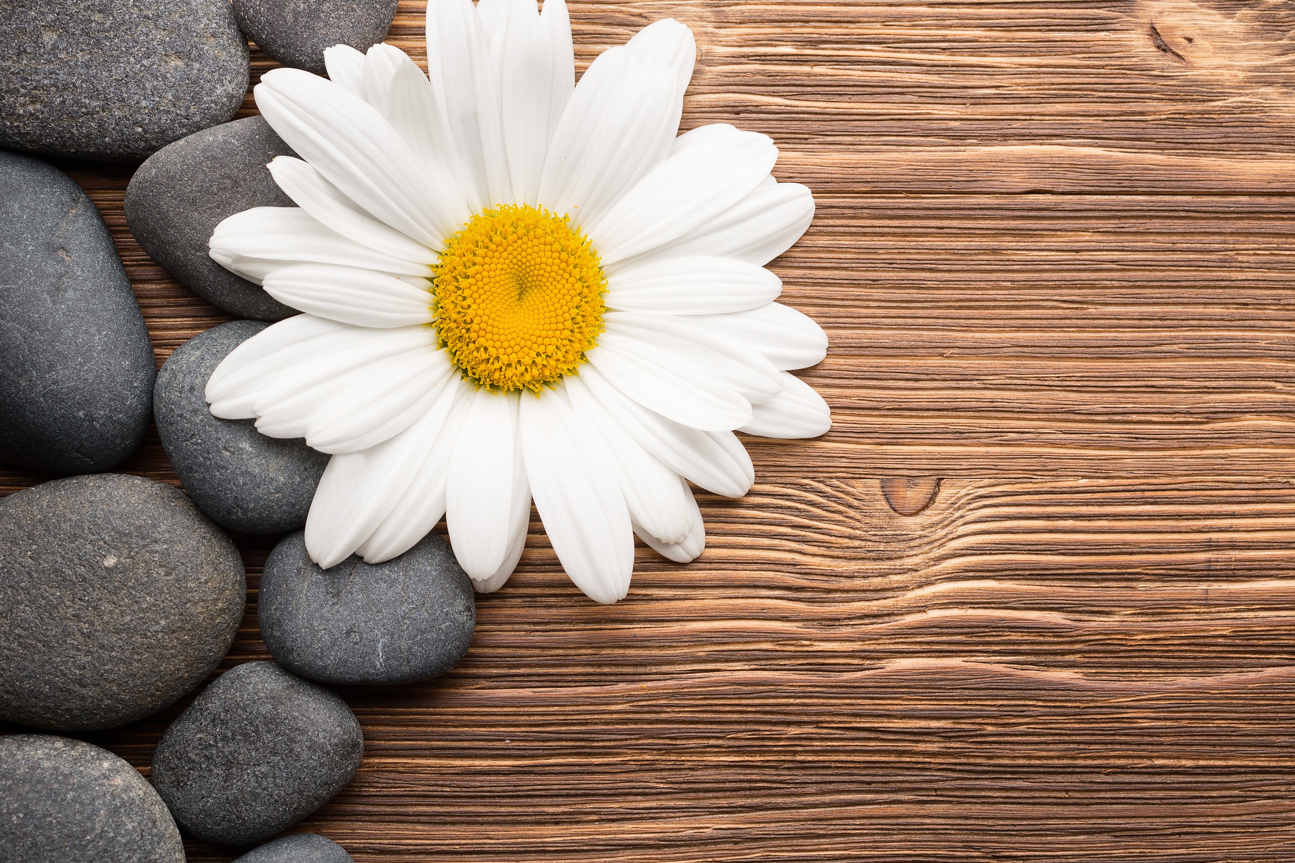 Daisy flower and stones on wooden background HD Wallpaper