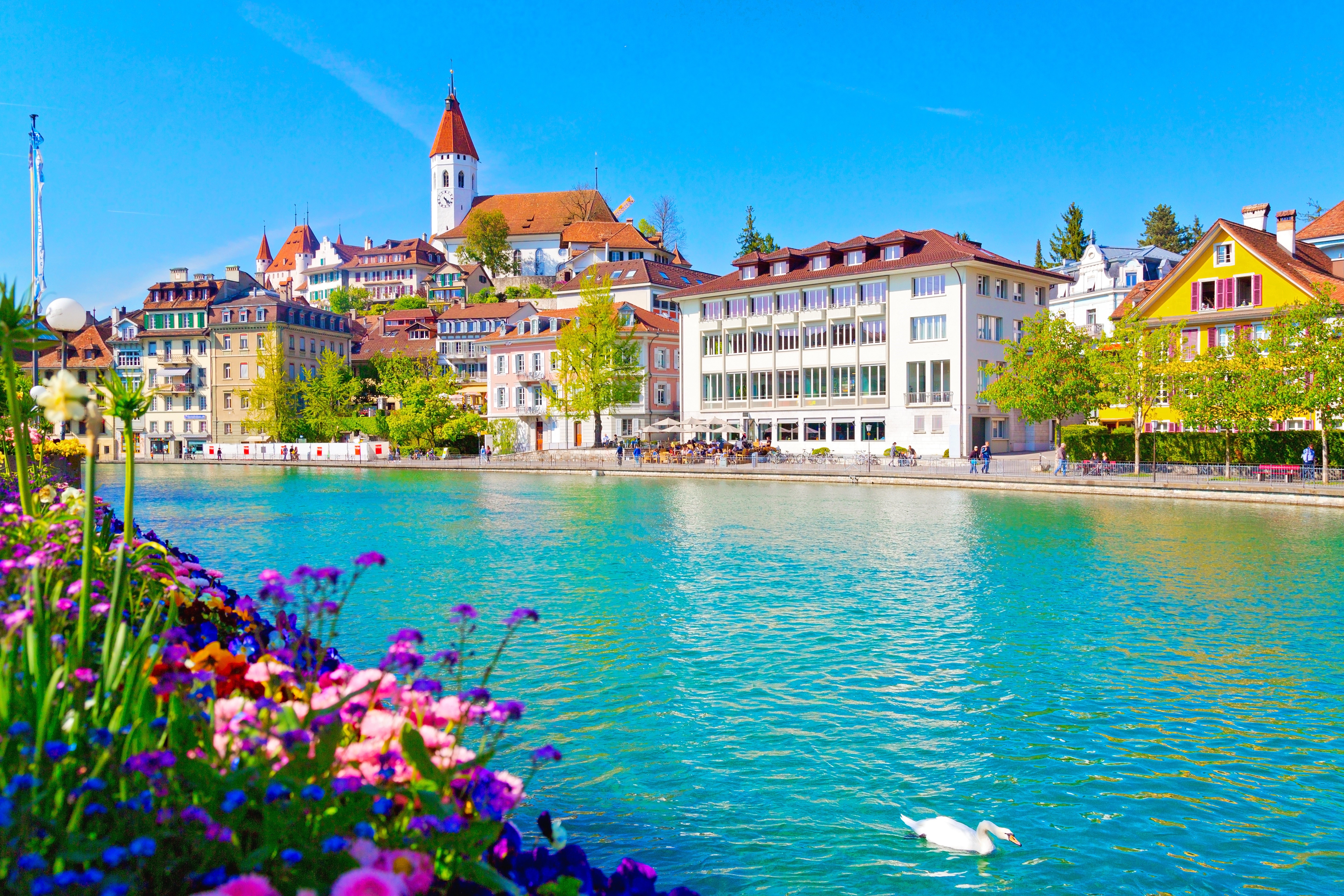 Aare River in Thun, Switzerland with Flowers and Swan HD Wallpaper
