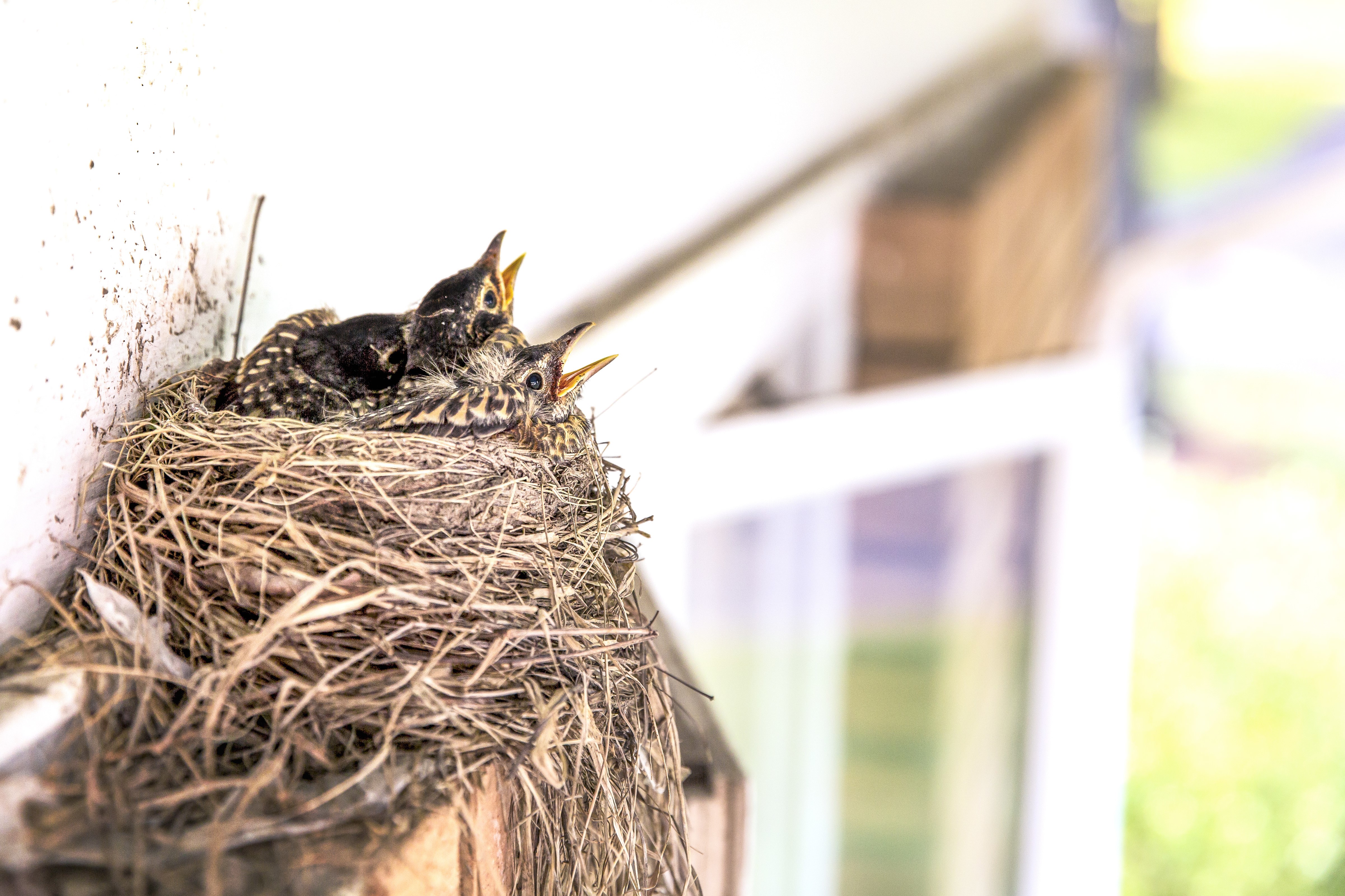 Nestling birds in a nest HD Wallpaper