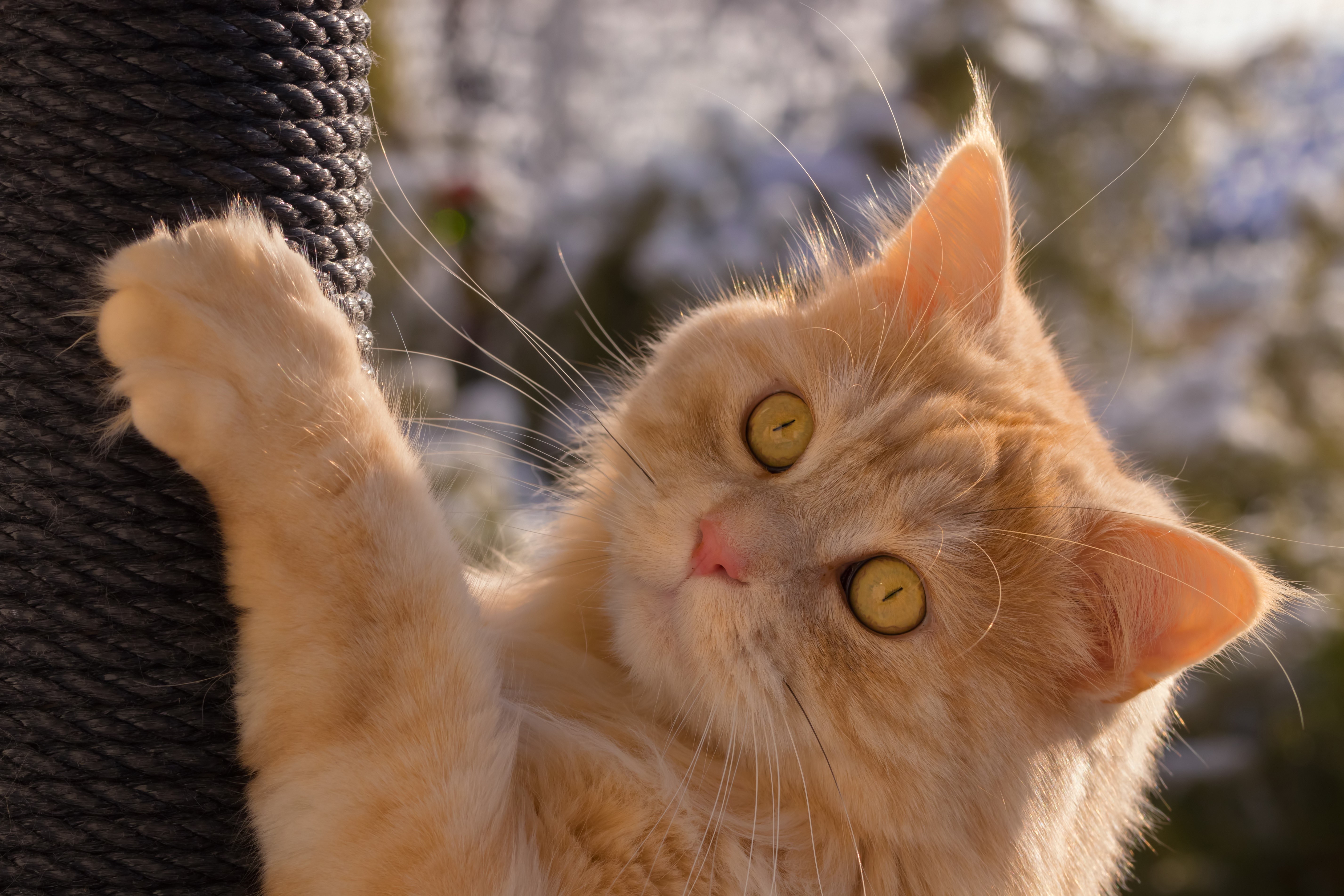 Ginger cat scratching a post HD Wallpaper