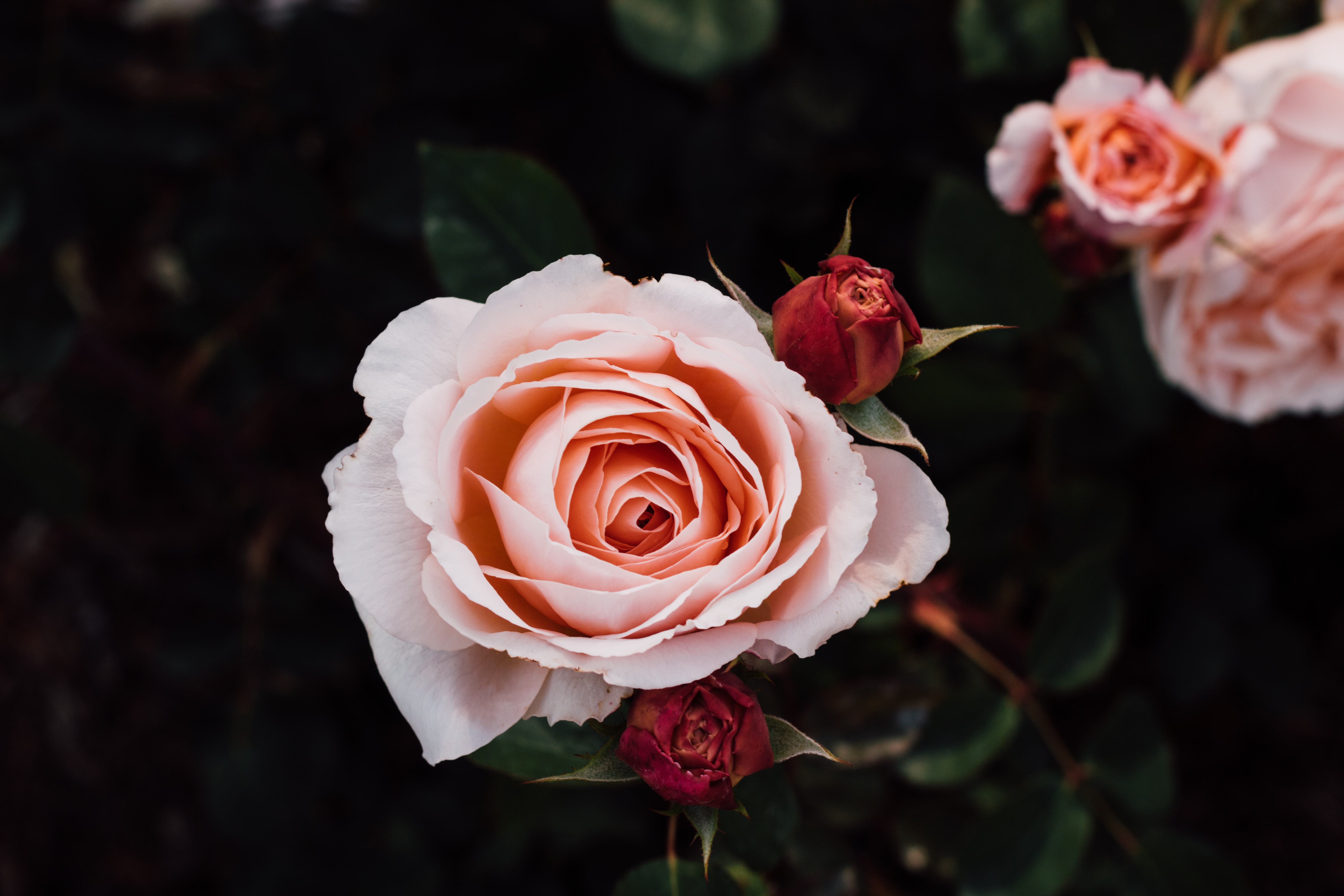 Close-up of a pink rose with buds HD Wallpaper