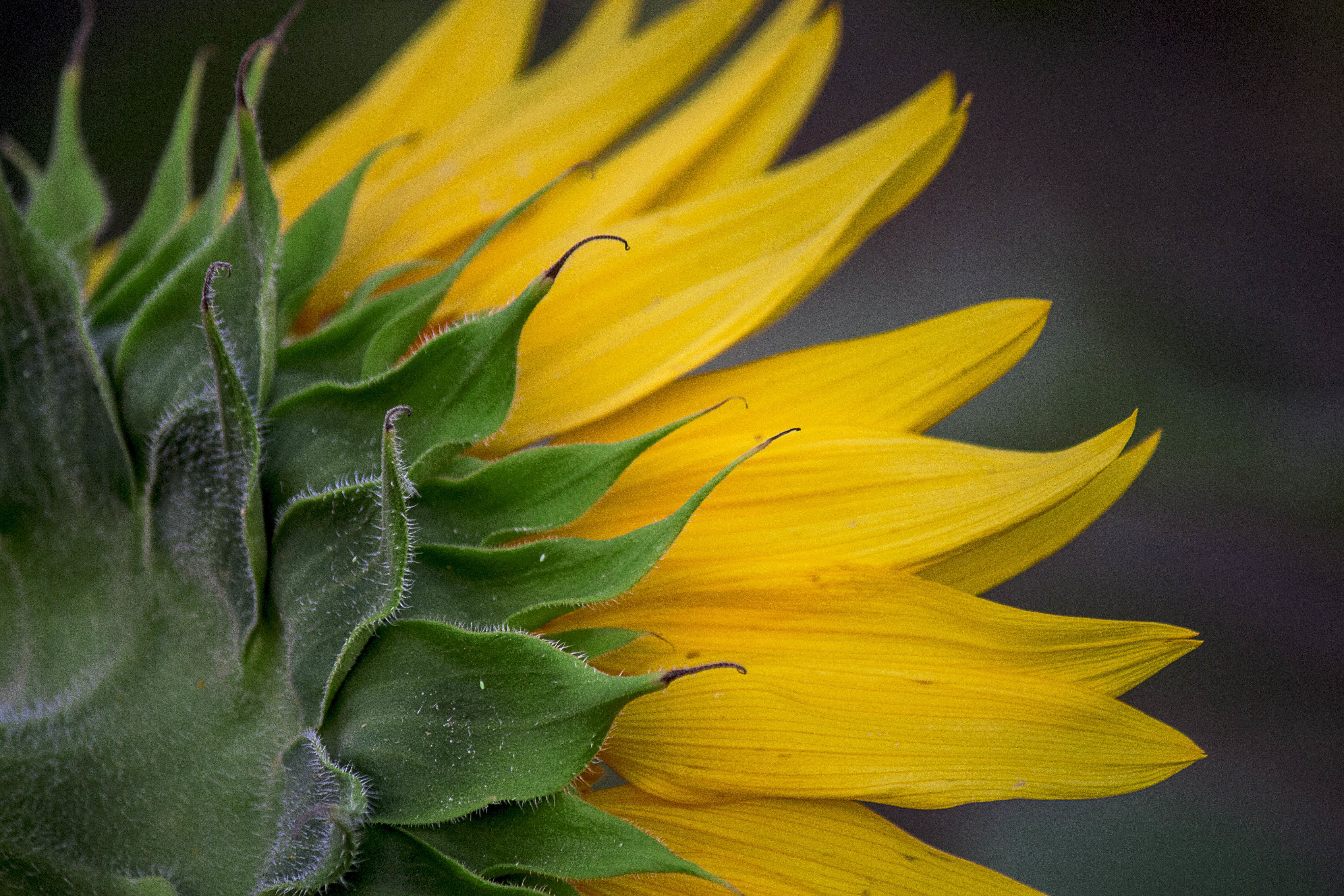 Closeup of a Sunflower HD Wallpaper