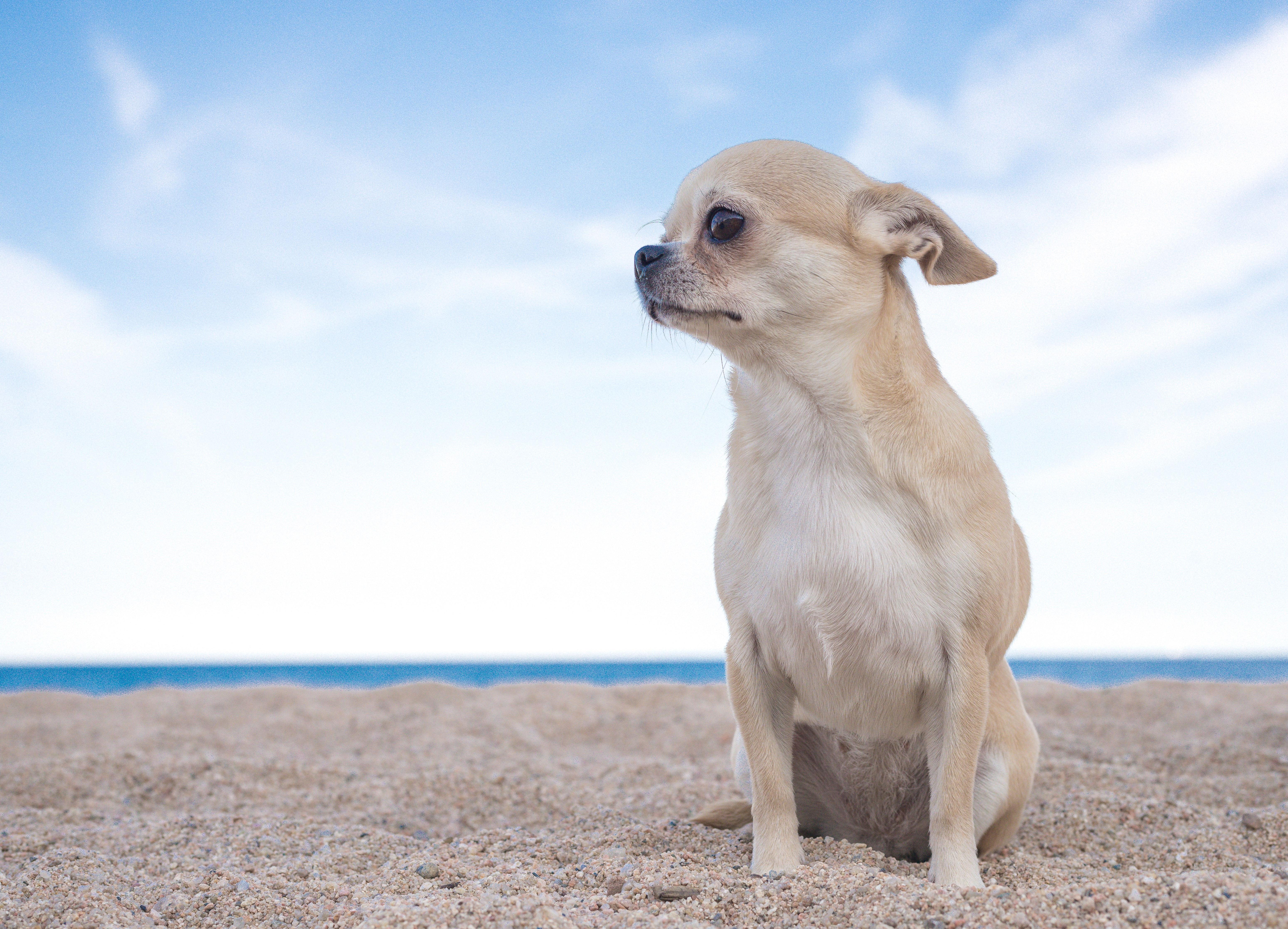 Chihuahua sitting on sand at the beach HD Wallpaper