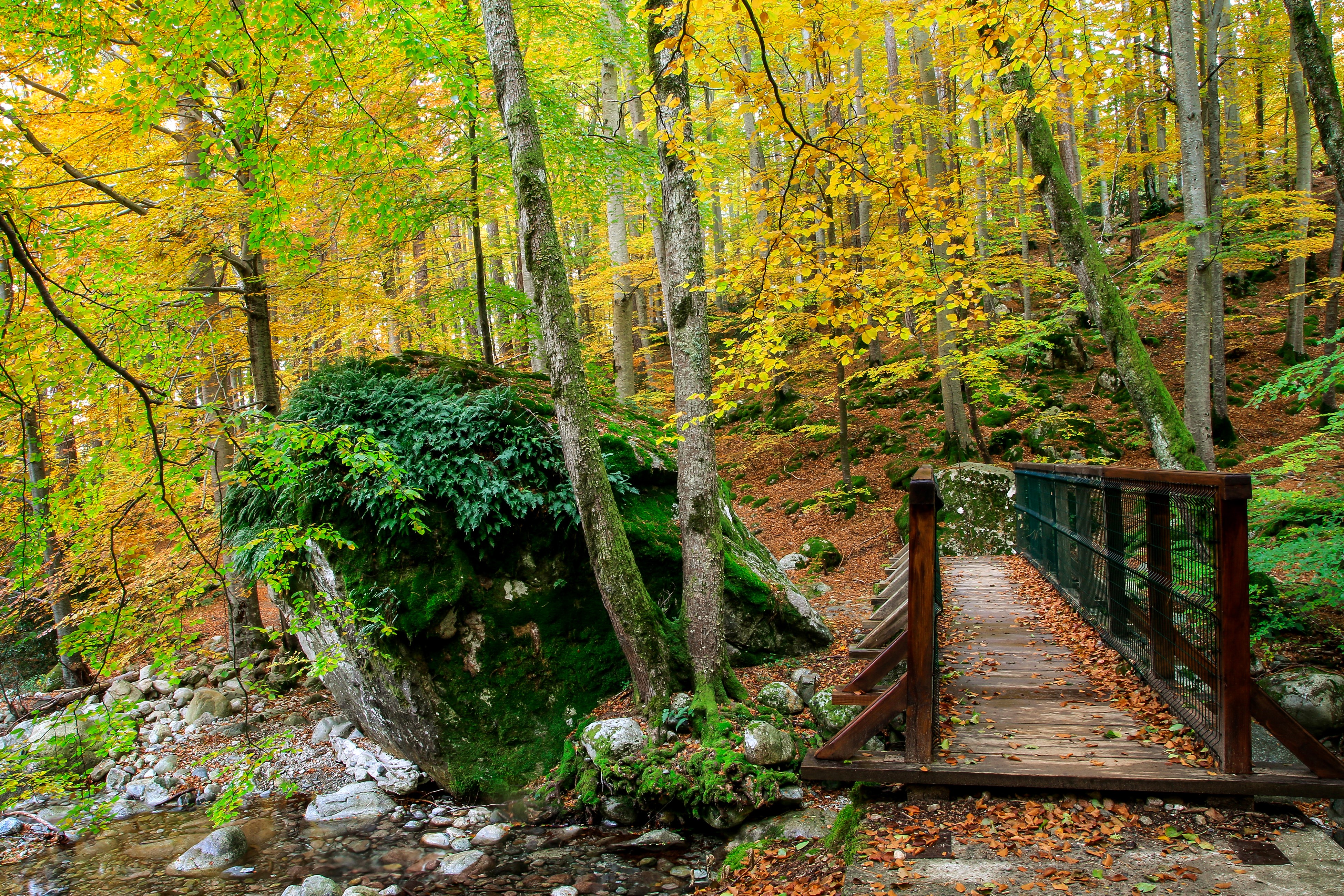 Autumn forest with a wooden bridge in Corsica, France HD Wallpaper