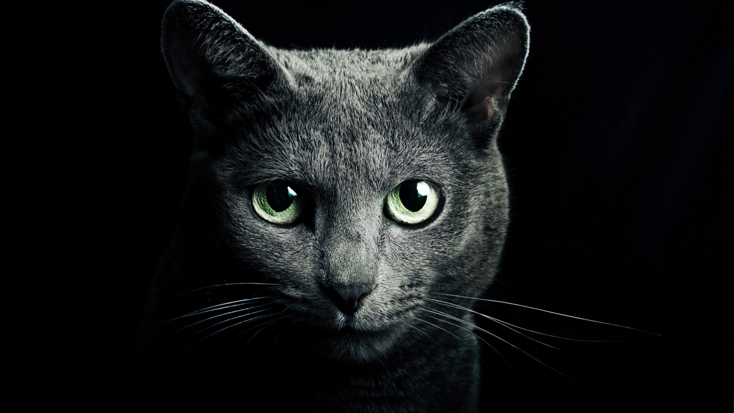 Close-up of a Russian Blue cat's face HD Wallpaper