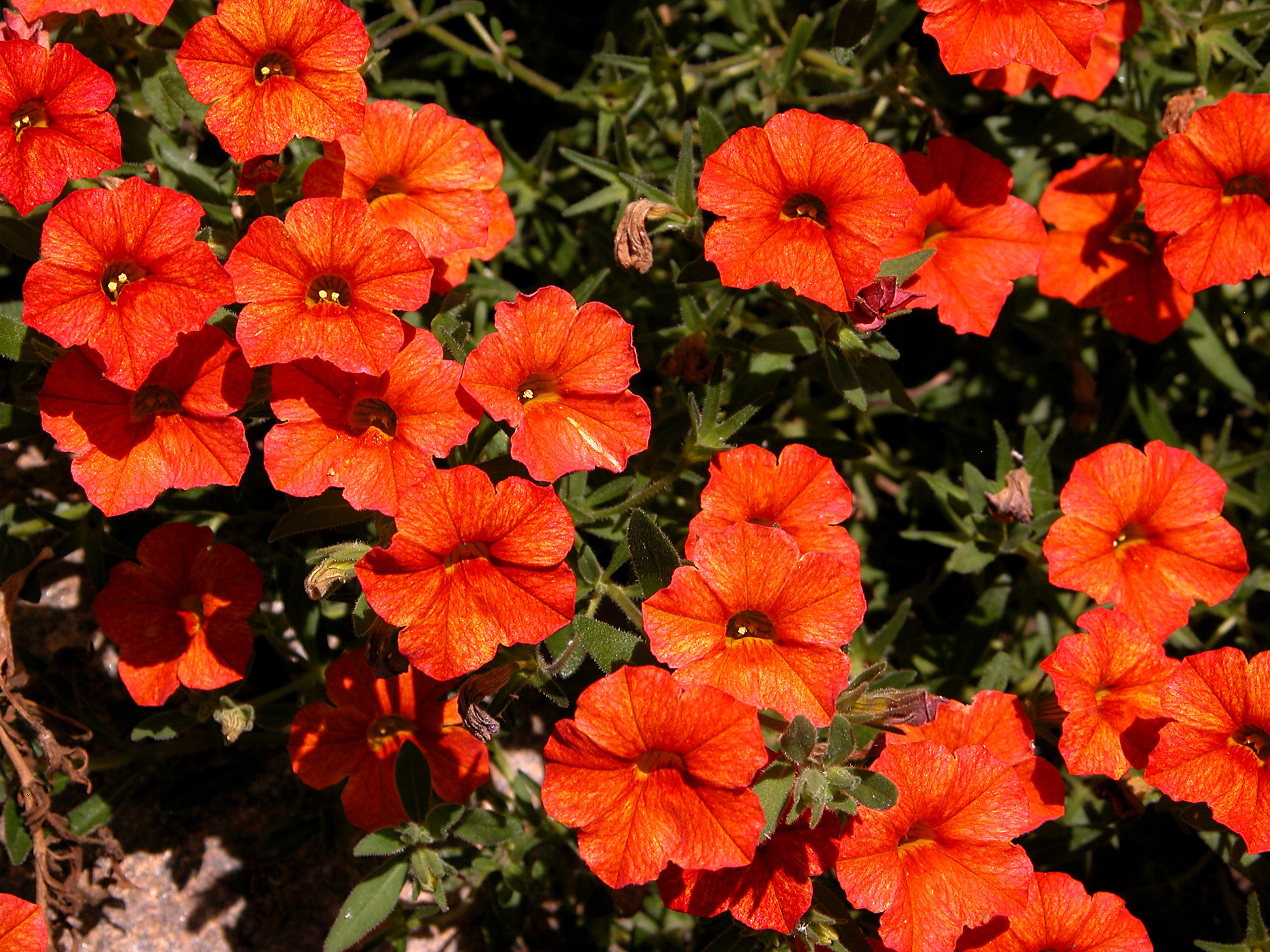 Close-up of Red Calibrachoa flowers HD Wallpaper