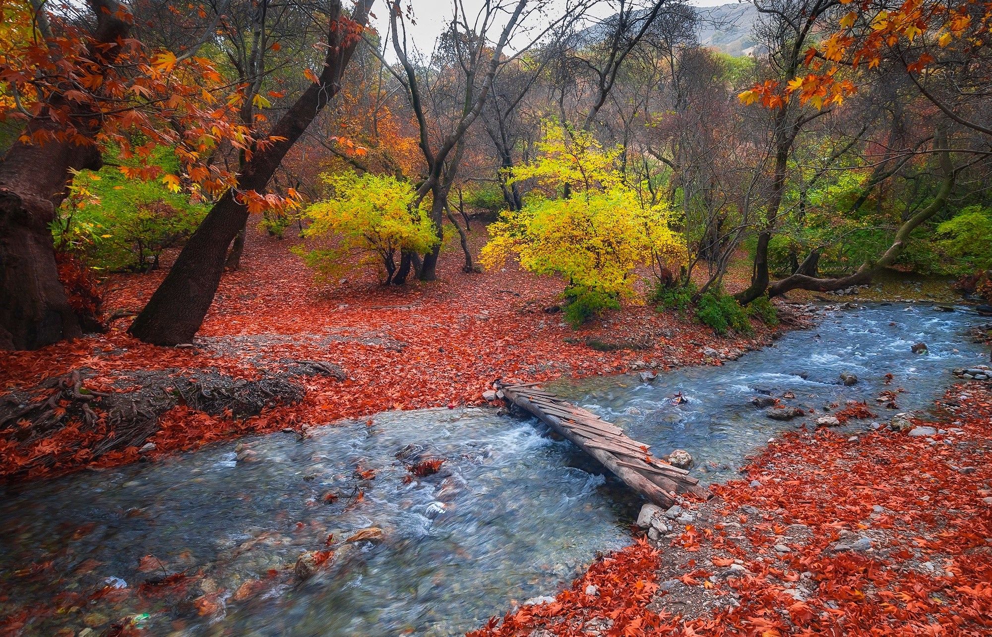 Autumn forest with a stream and a wooden bridge HD Wallpaper