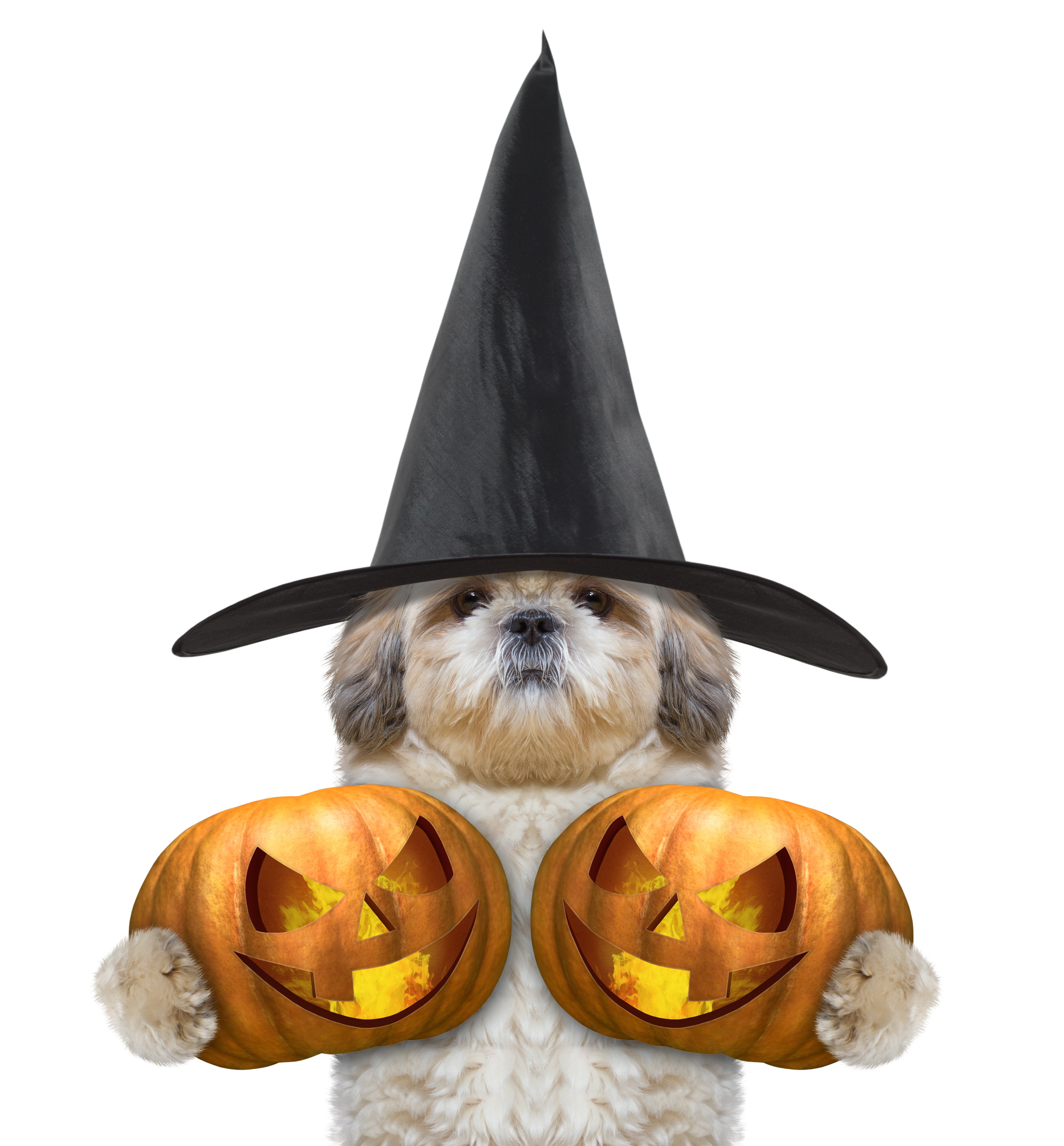 Shih Tzu dog wearing a witch hat holding pumpkins HD Wallpaper