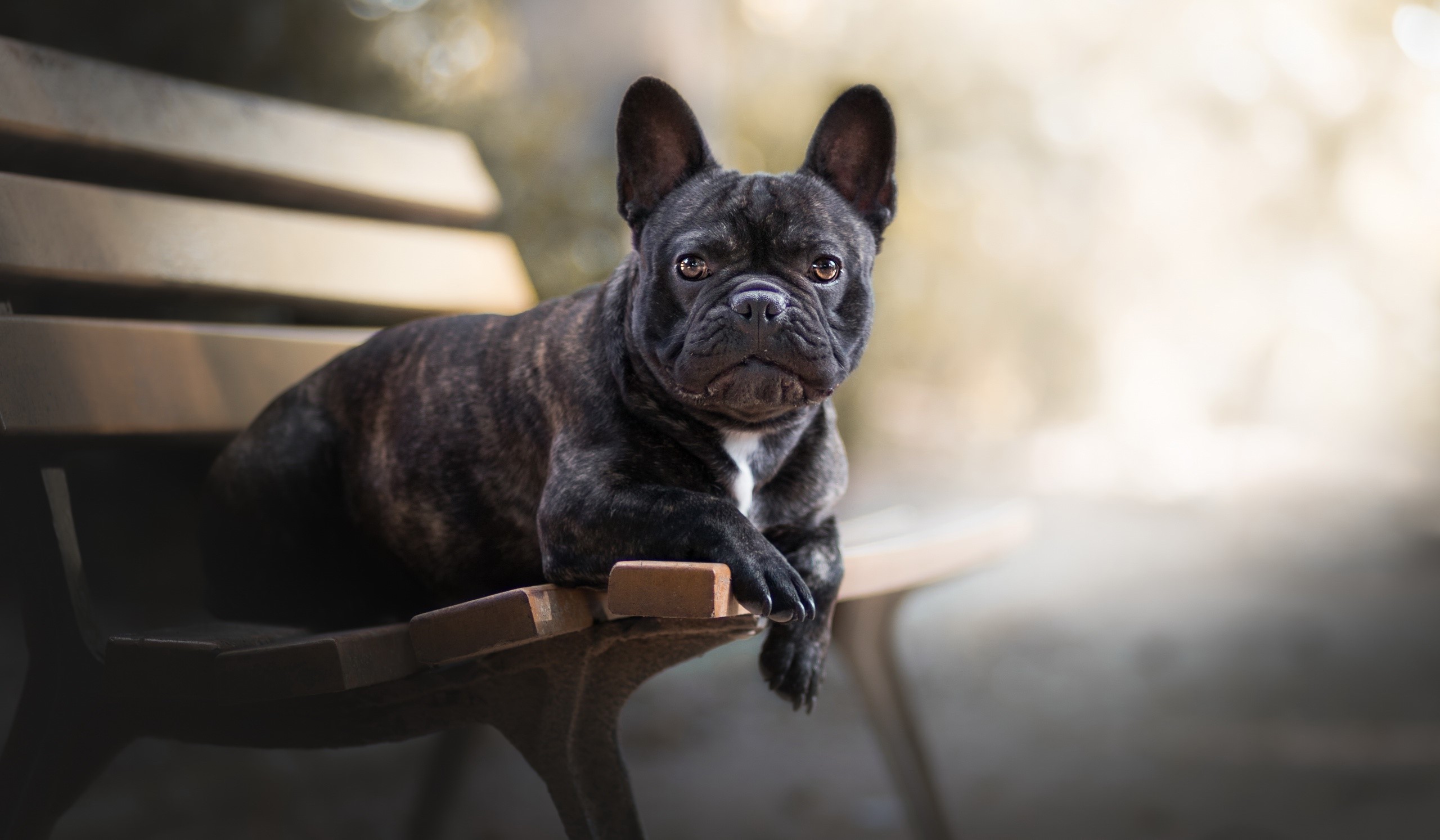 Brindle French Bulldog resting on a park bench HD Wallpaper