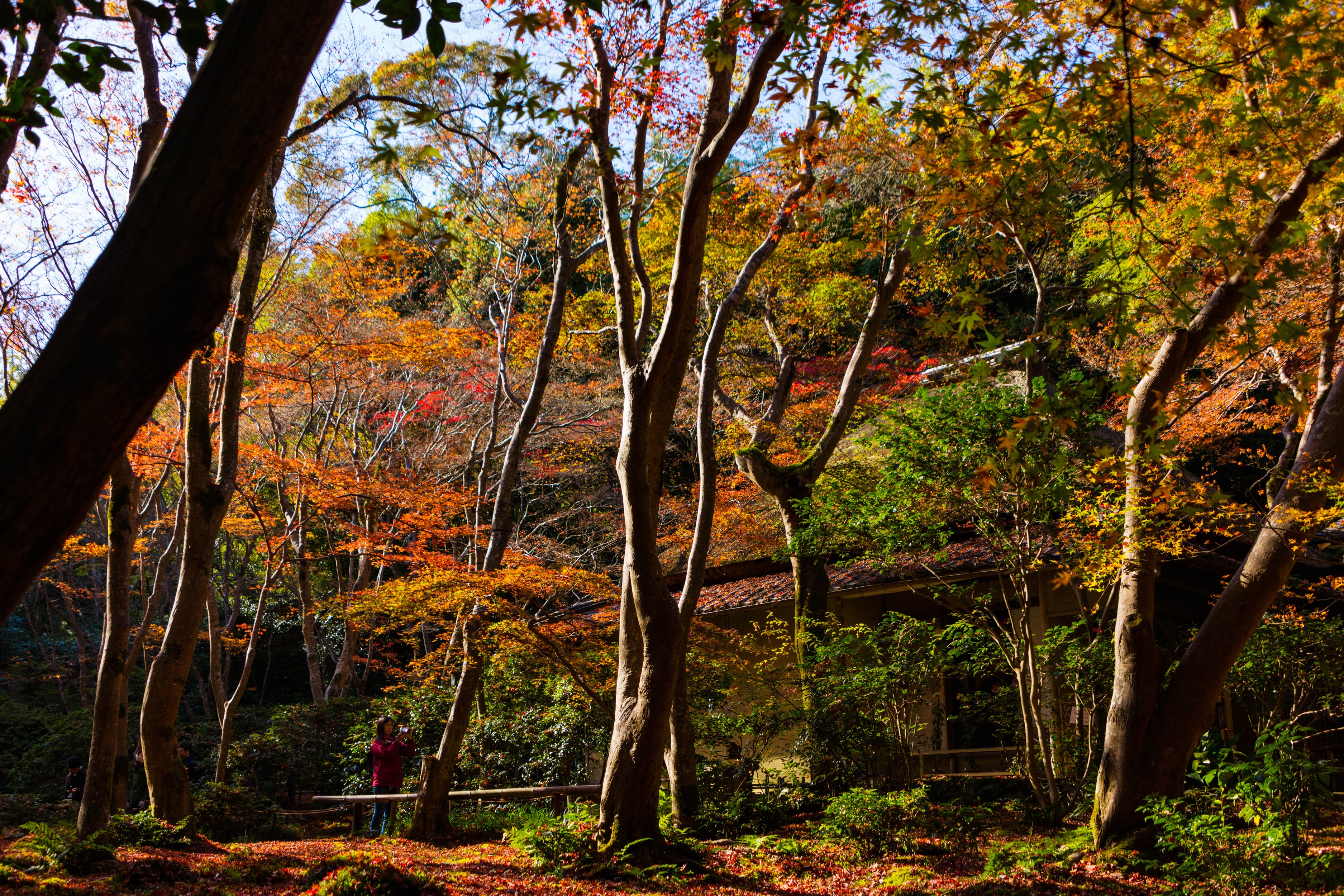 Autumn trees in Sagano, Kyoto, Japan HD Wallpaper