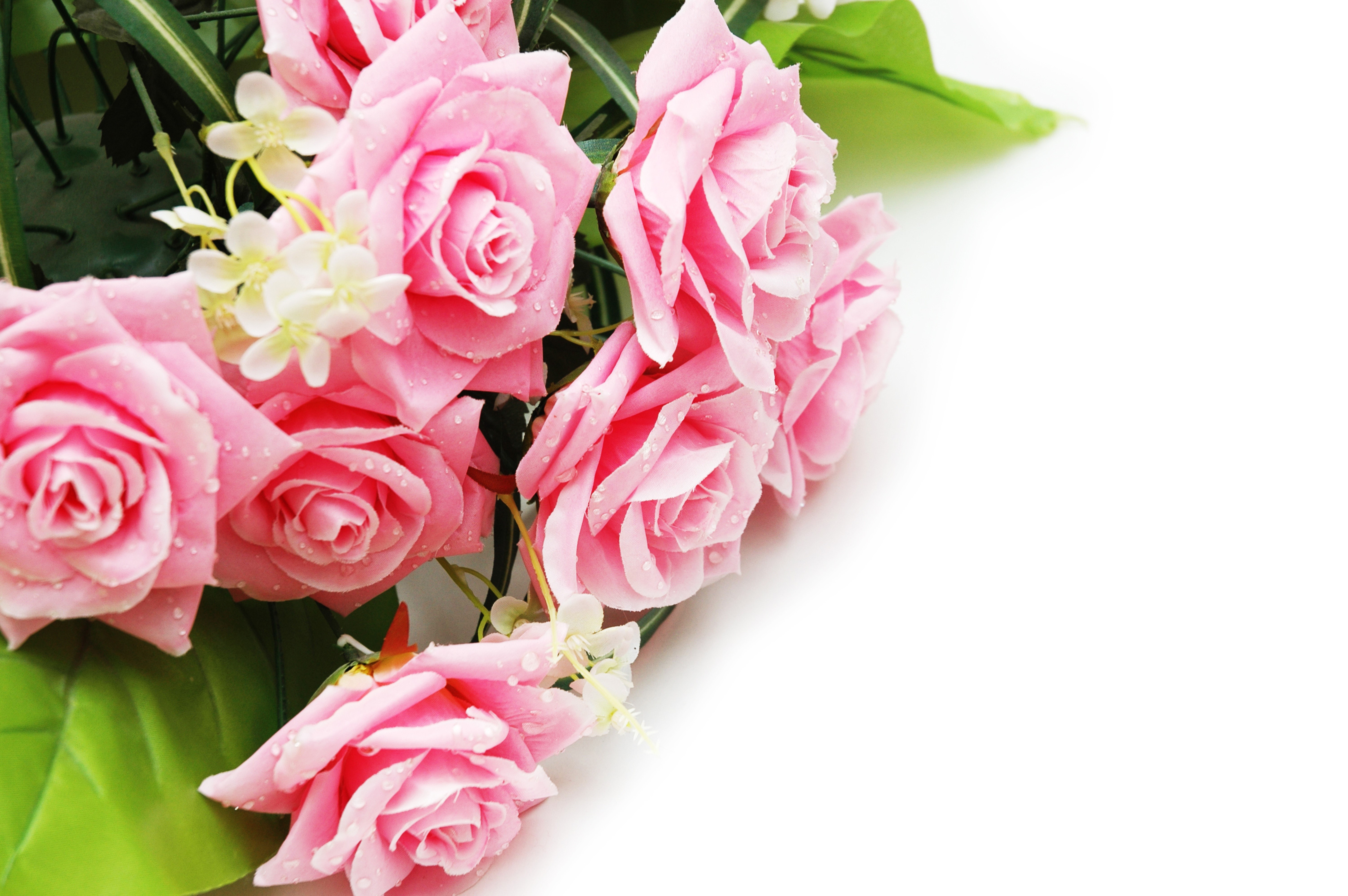 Pink Roses with Water Droplets on White Background HD Wallpaper