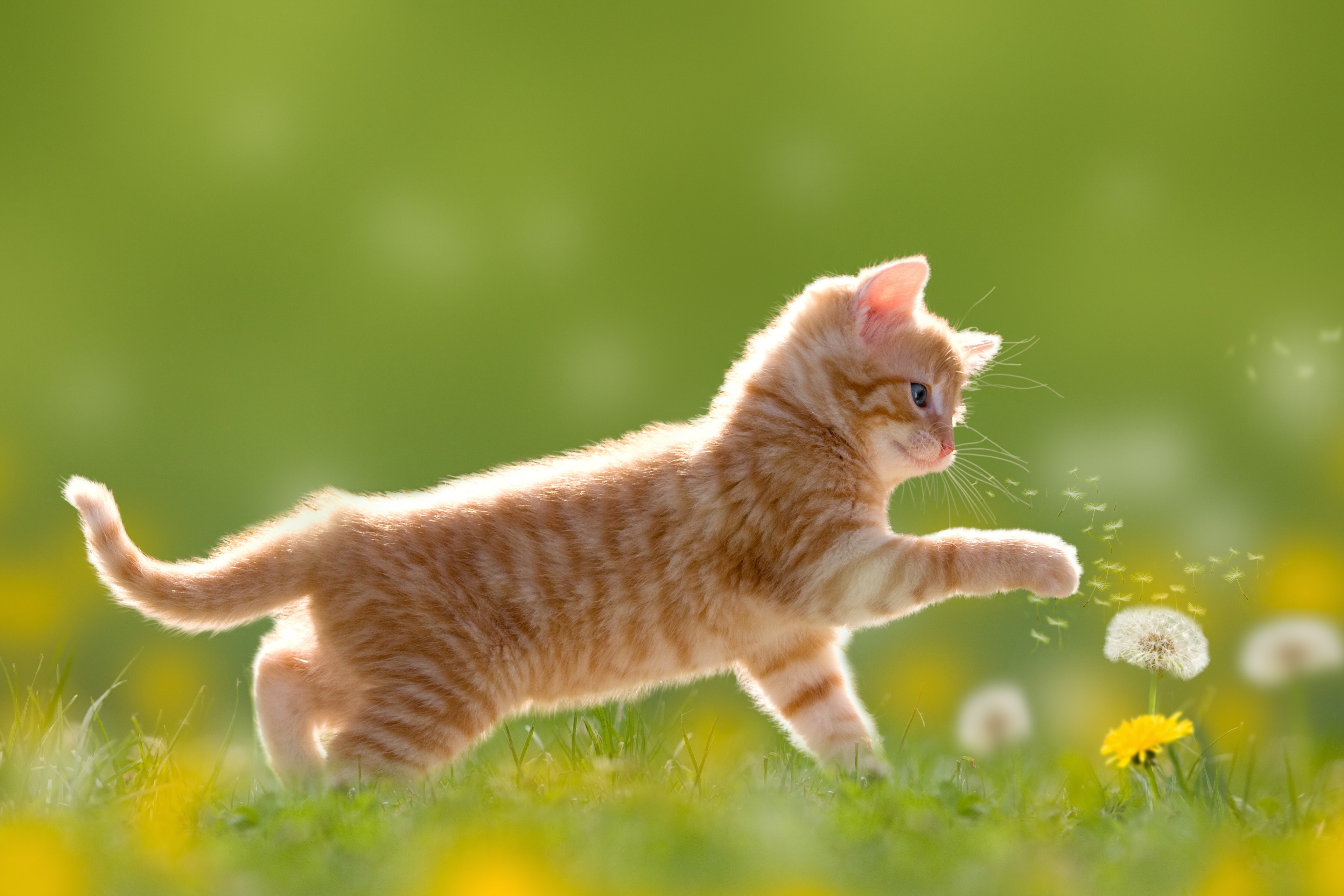 Ginger kitten playing with dandelions in a field HD Wallpaper