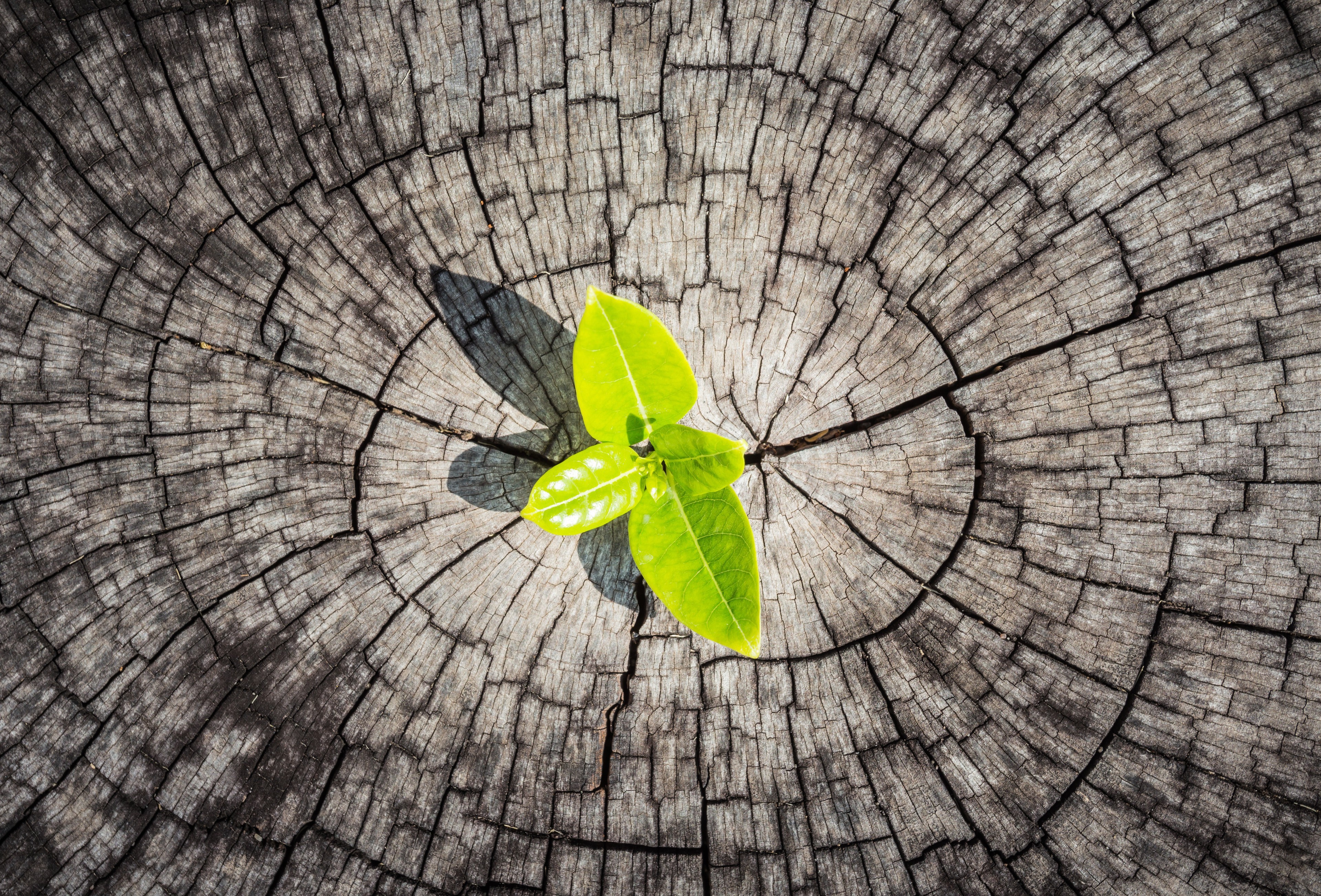 New Growth Sprouting from Tree Stump HD Wallpaper