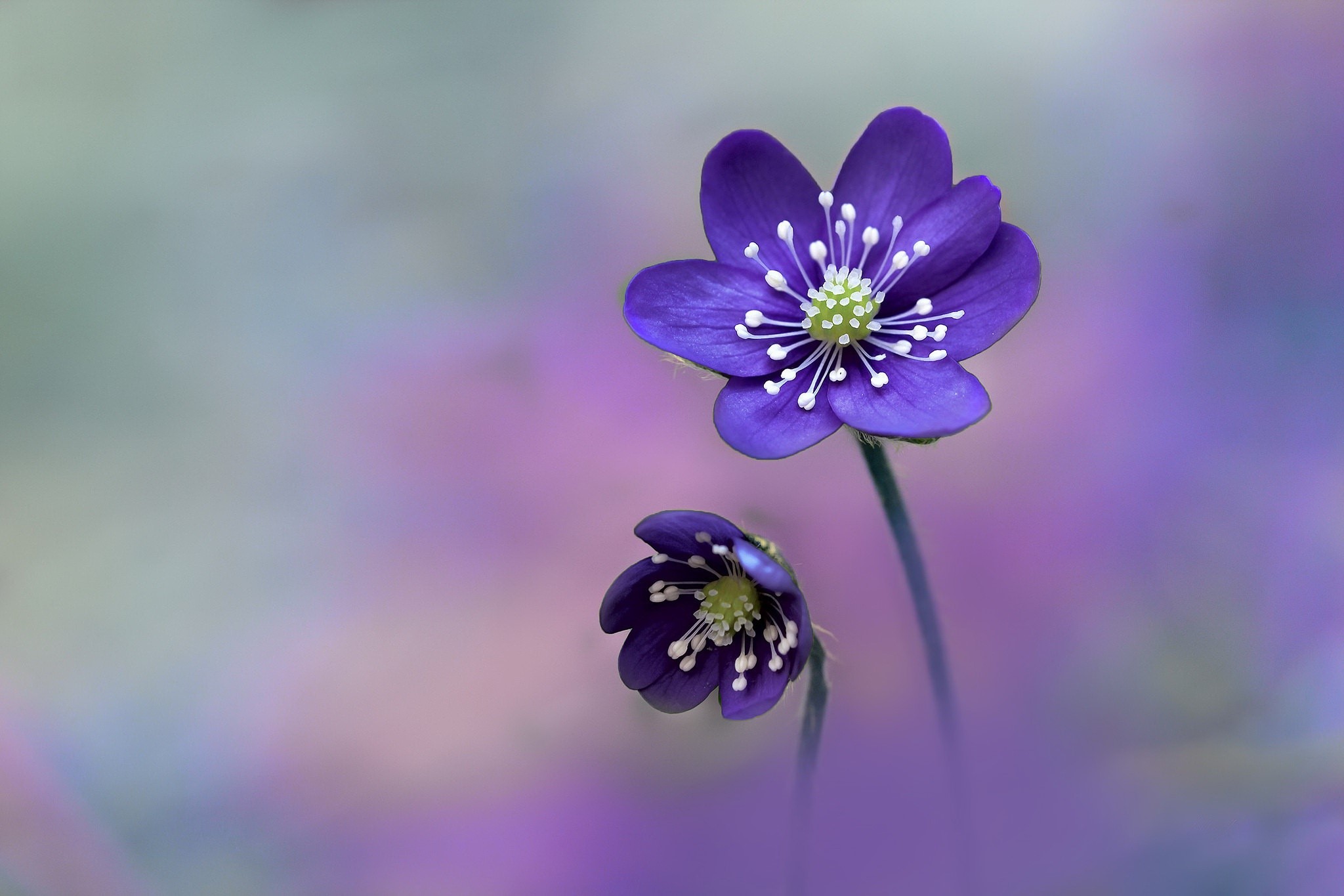 Two purple Hepatica flowers with white stamens HD Wallpaper