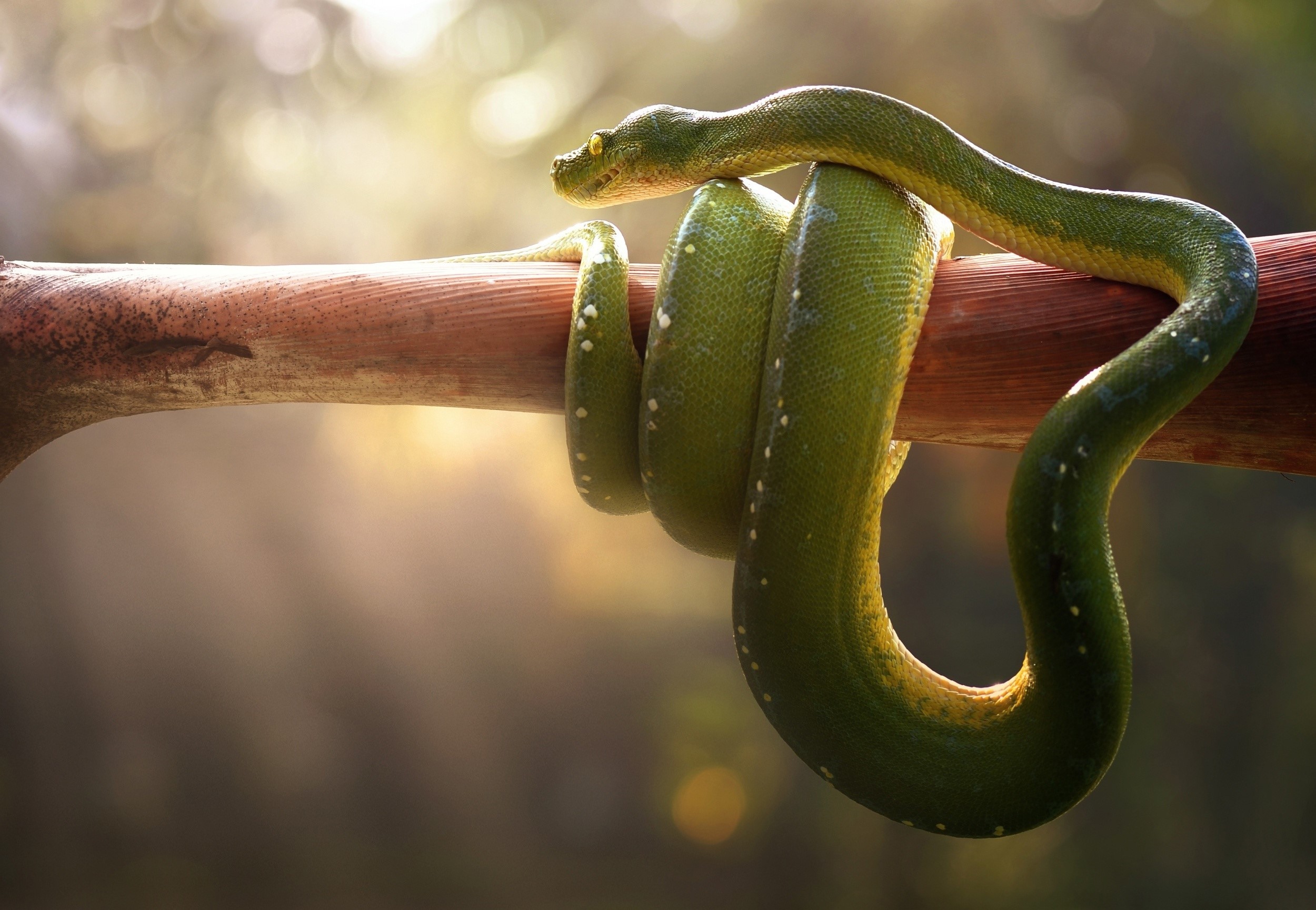 Green snake coiled on a branch HD Wallpaper