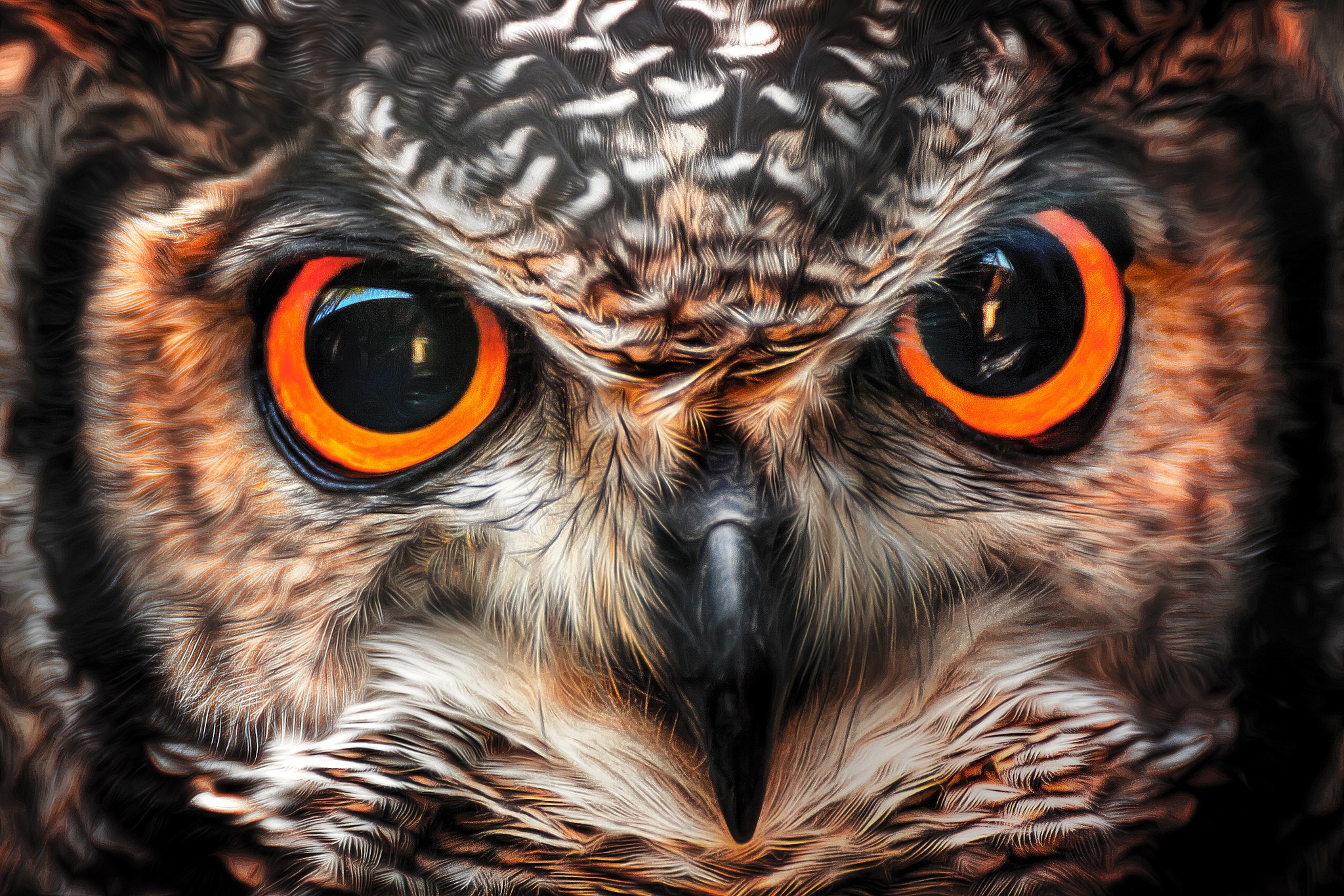 4K Owls Eyes Painting Art Closeup Beak Glance HD Wallpaper 