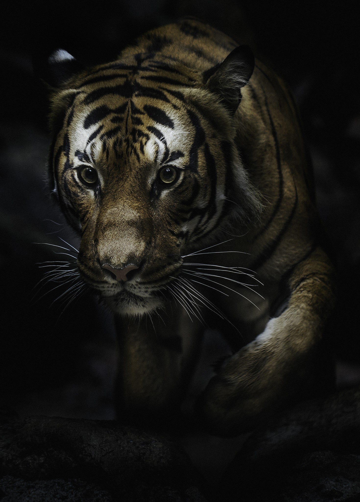 Tiger with intense gaze in dark environment HD Phone Wallpaper