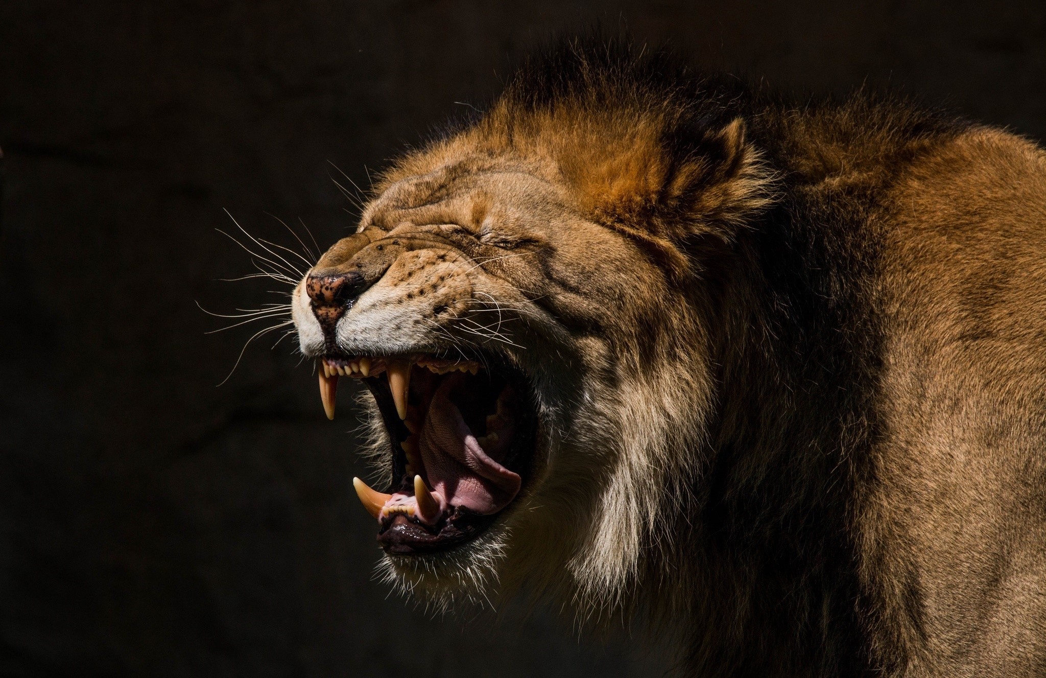 Lion roaring with mouth open HD Wallpaper