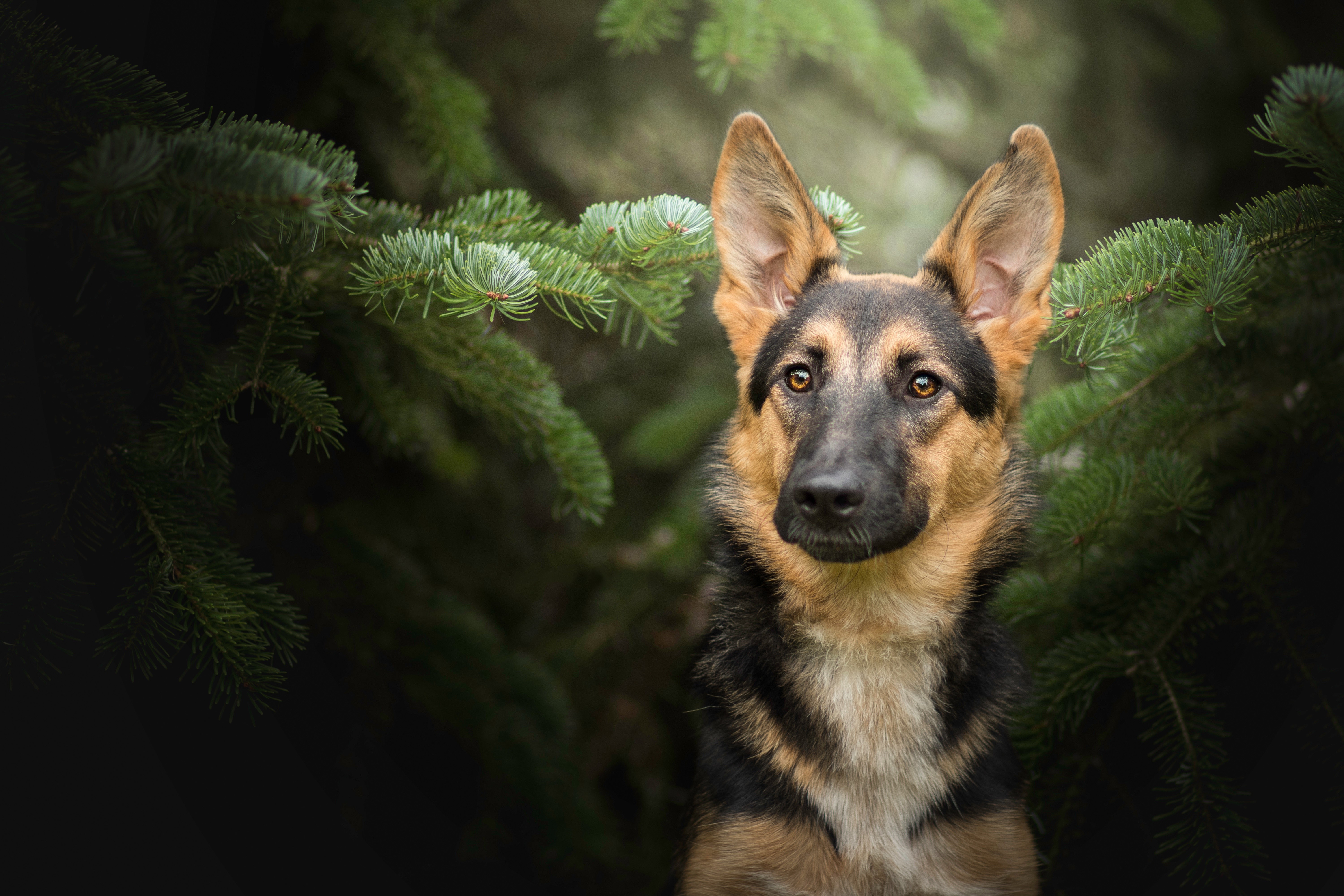 German Shepherd Dog Among Pine Branches HD Wallpaper