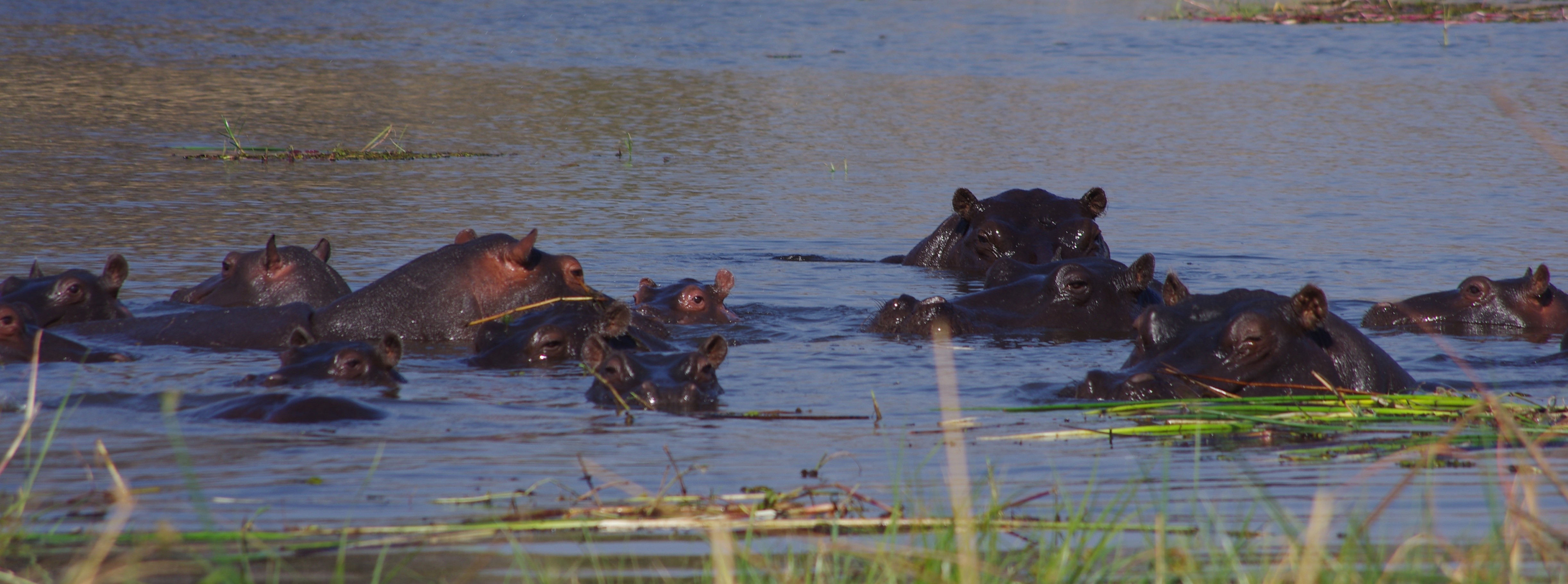 Hippos in the water HD Wallpaper