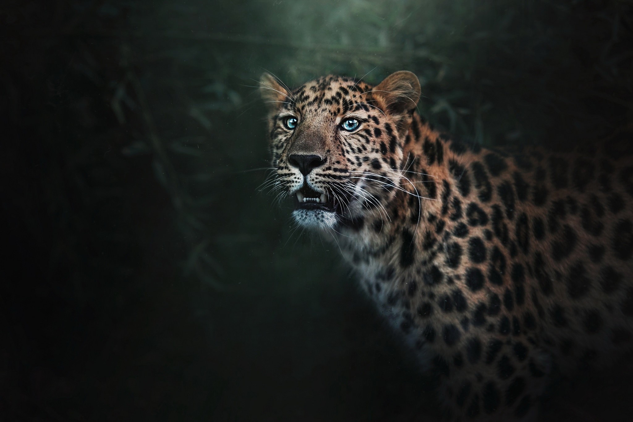 Leopard with blue eyes in dark forest HD Wallpaper