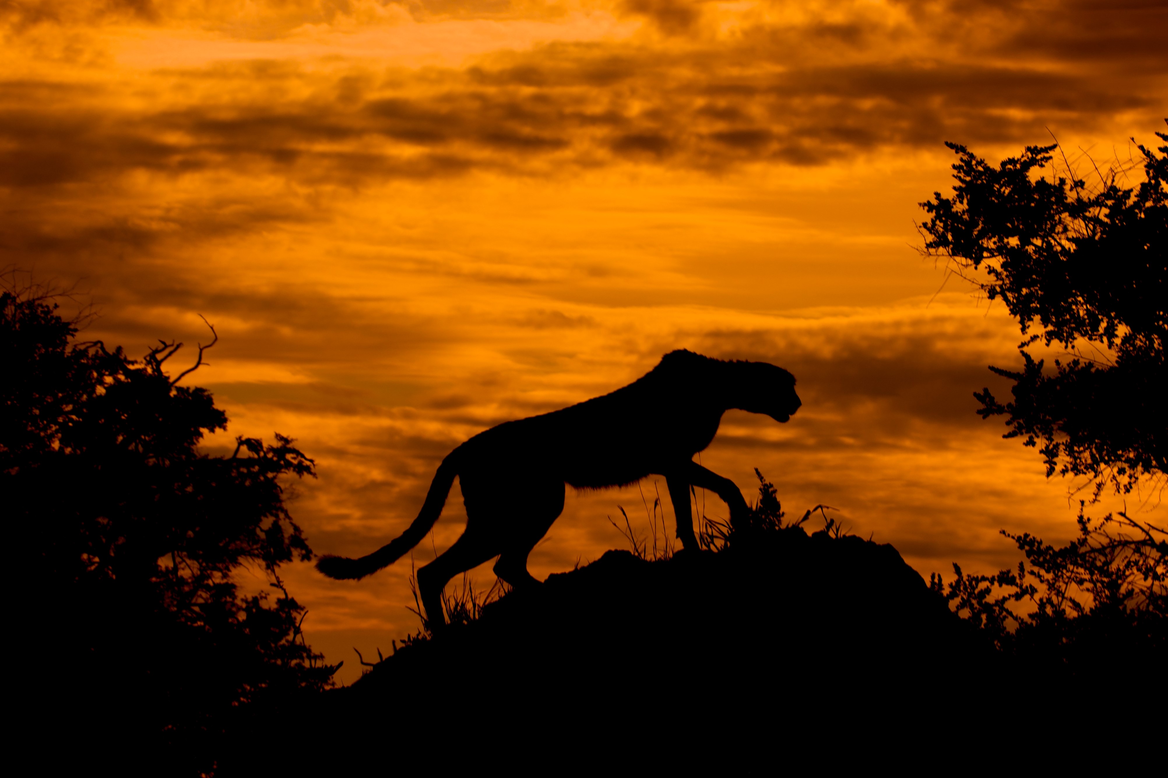 Cheetah silhouette against a dramatic sunset sky HD Wallpaper