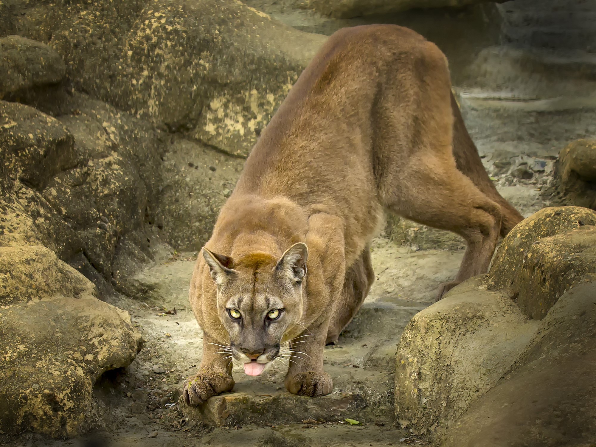 Puma crouching on rocky terrain HD Wallpaper
