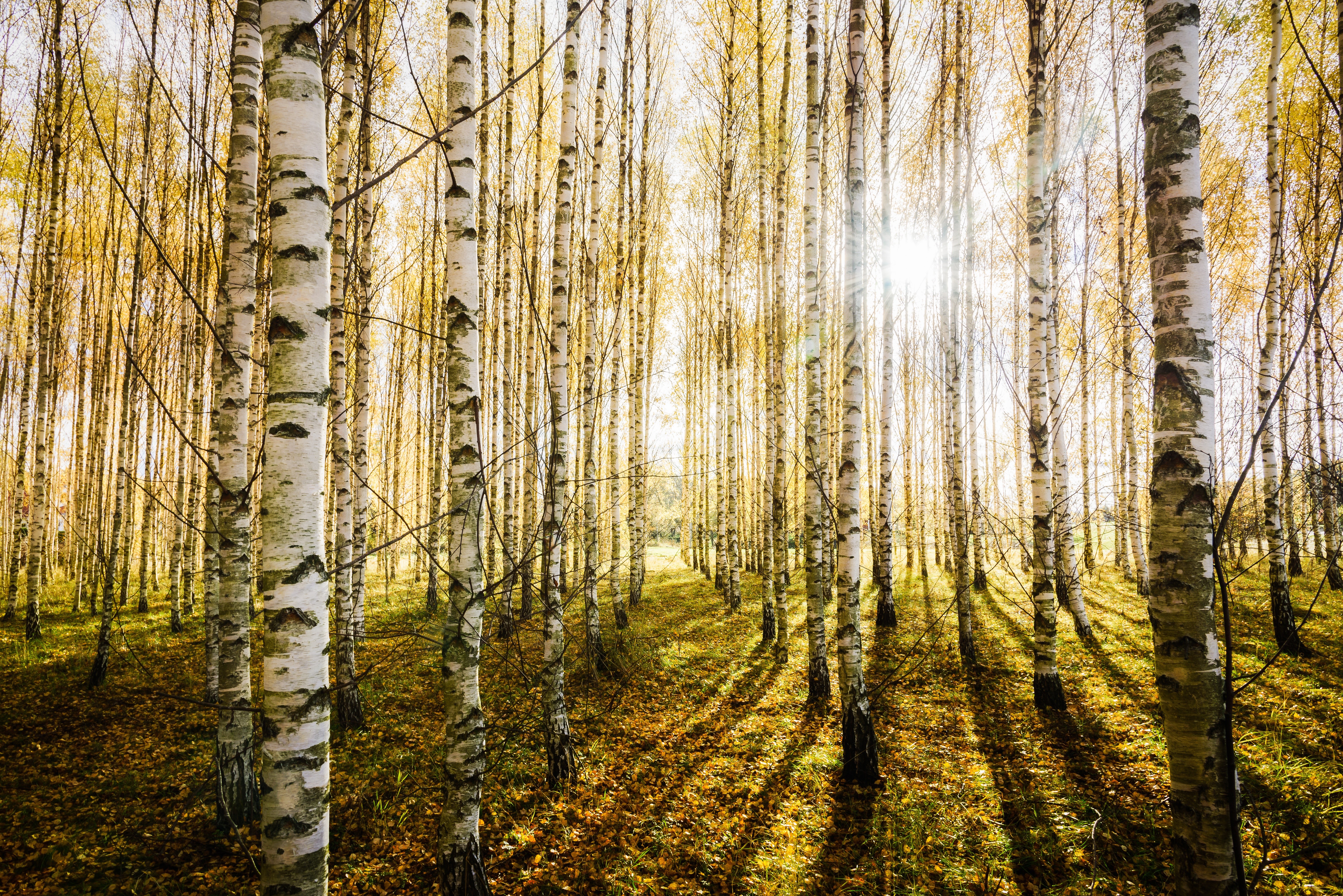 Birch forest with sunbeams HD Wallpaper