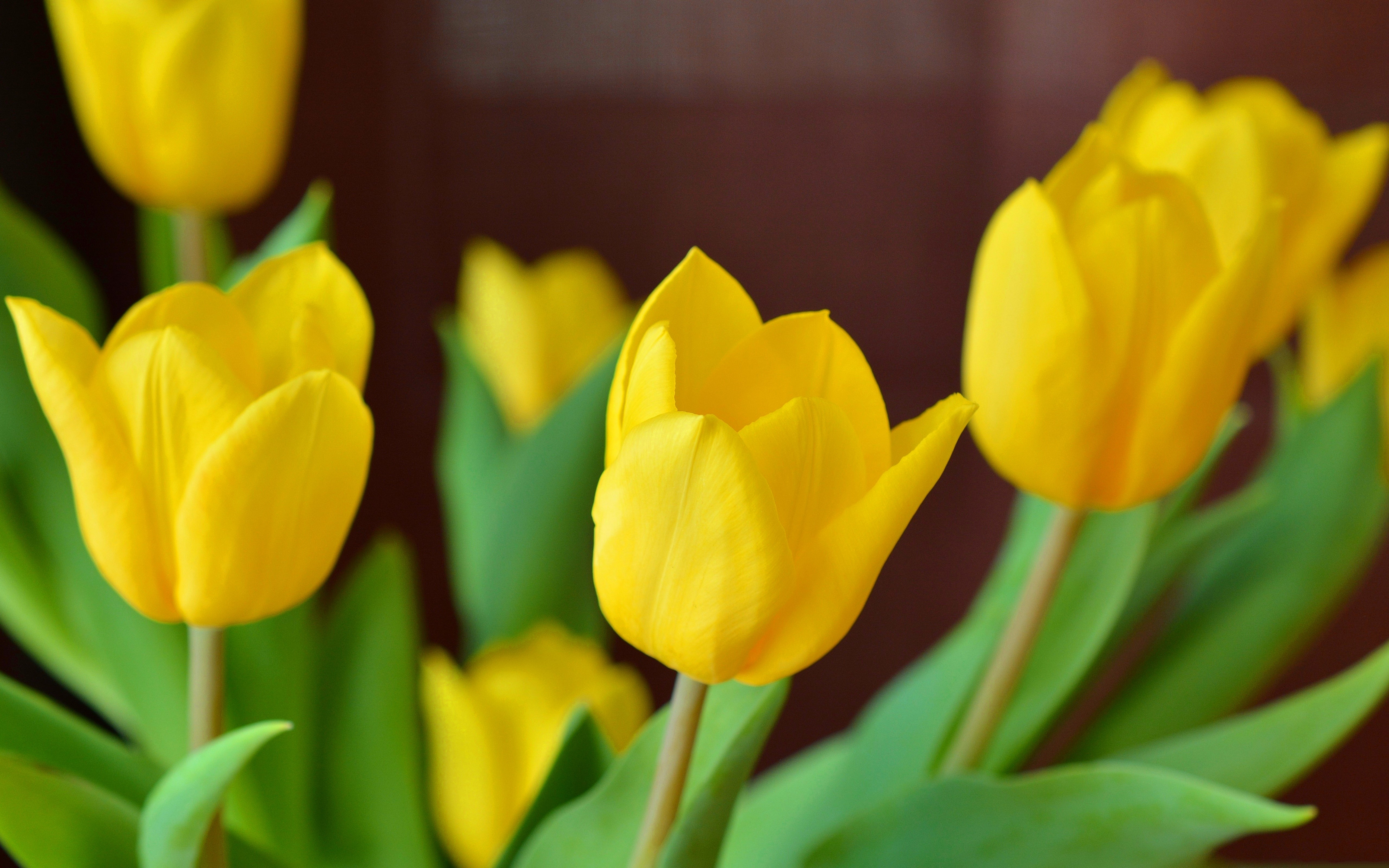 Yellow Tulips HD Wallpaper