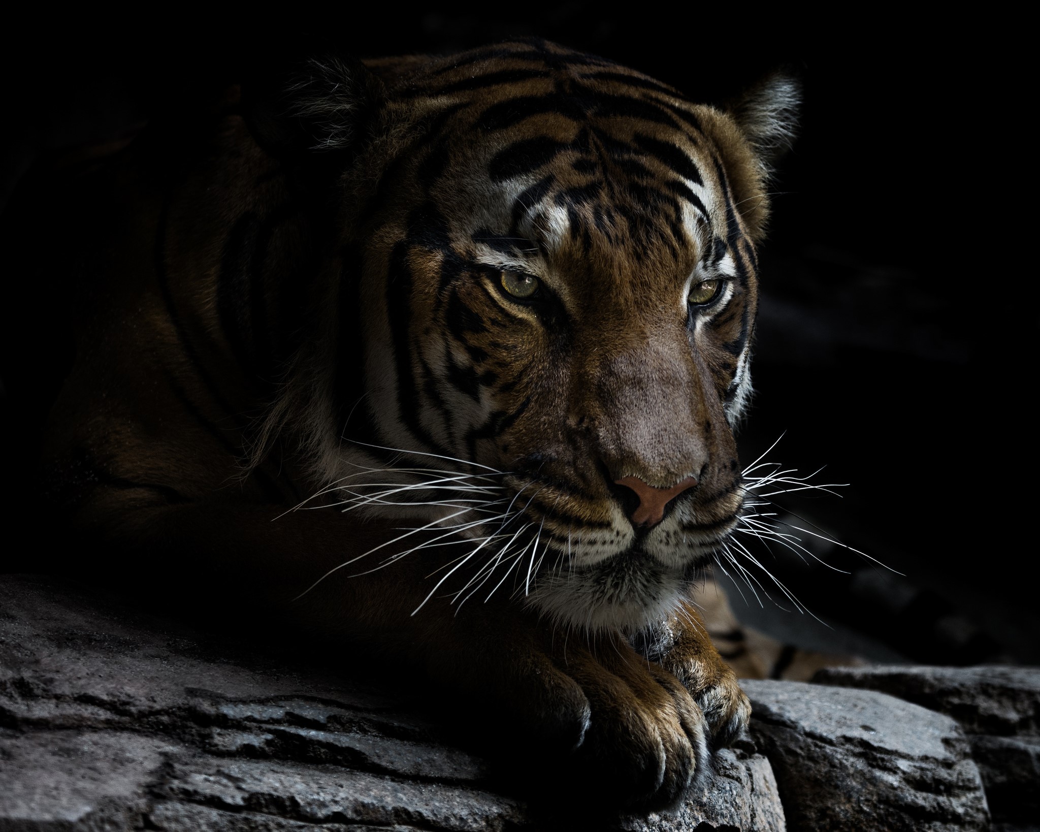 Tiger with prominent whiskers on dark background HD Wallpaper