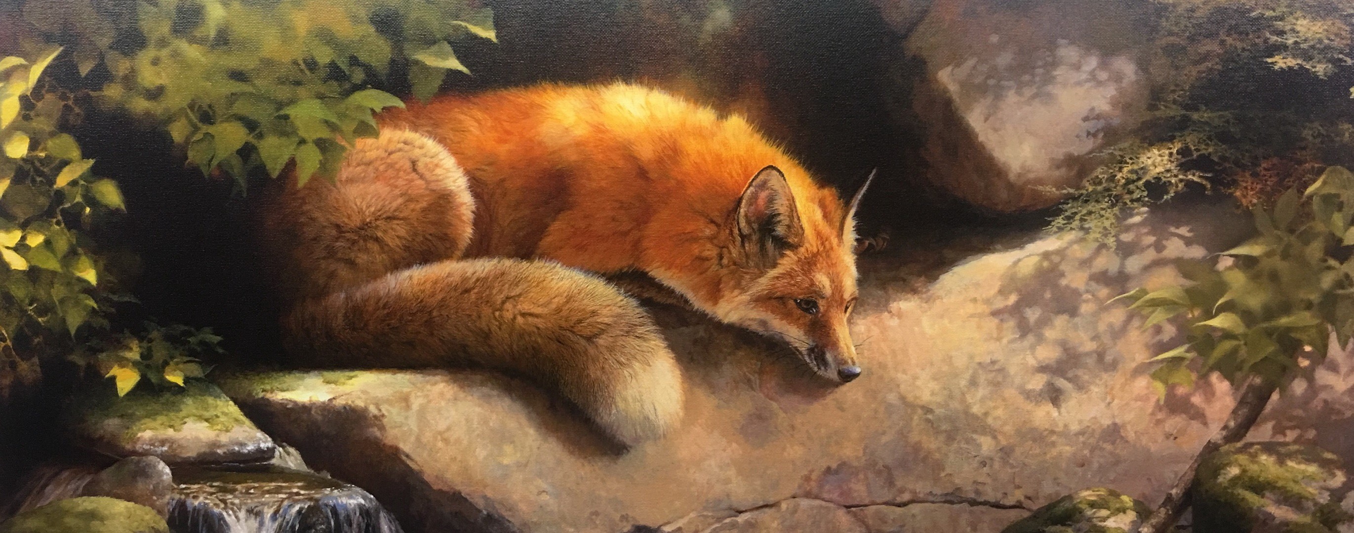 Red Fox Resting by a Stream HD Wallpaper
