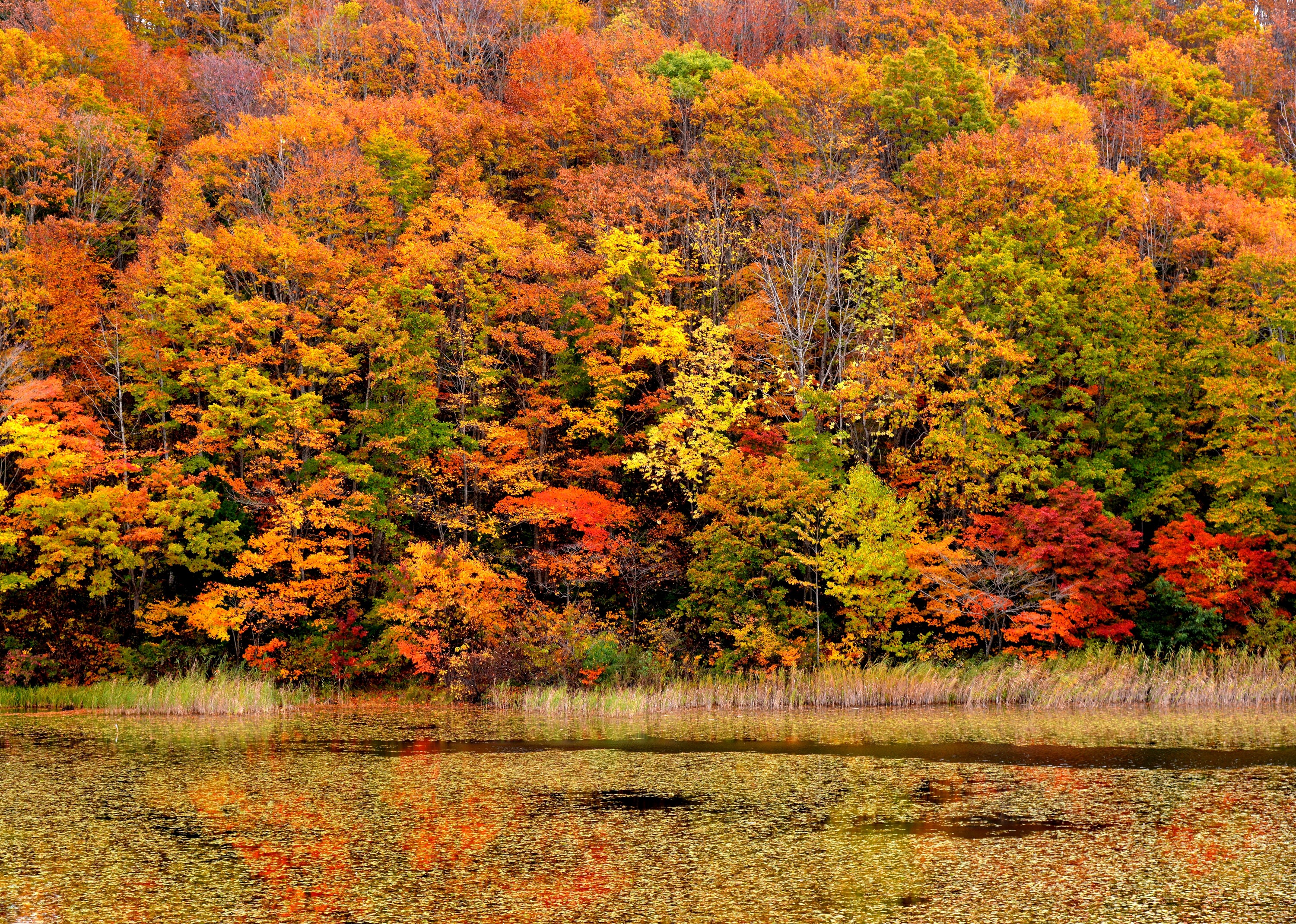 Autumn forest with lake and reflections HD Wallpaper